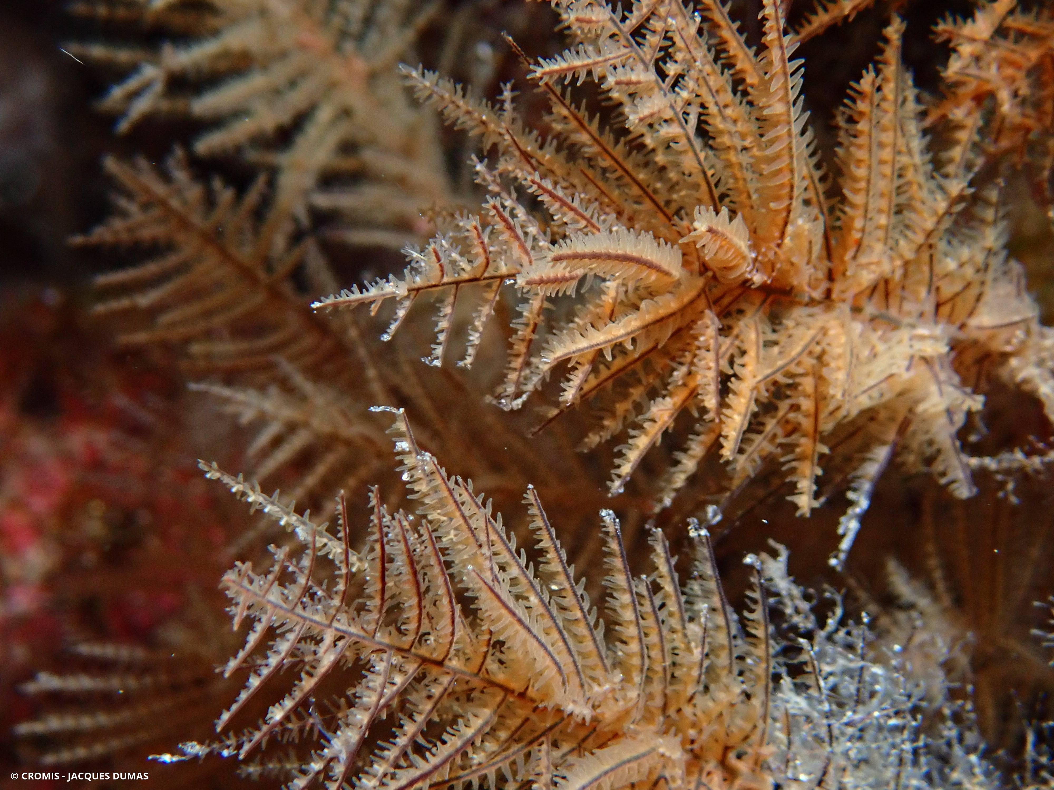 Corail noir canarien