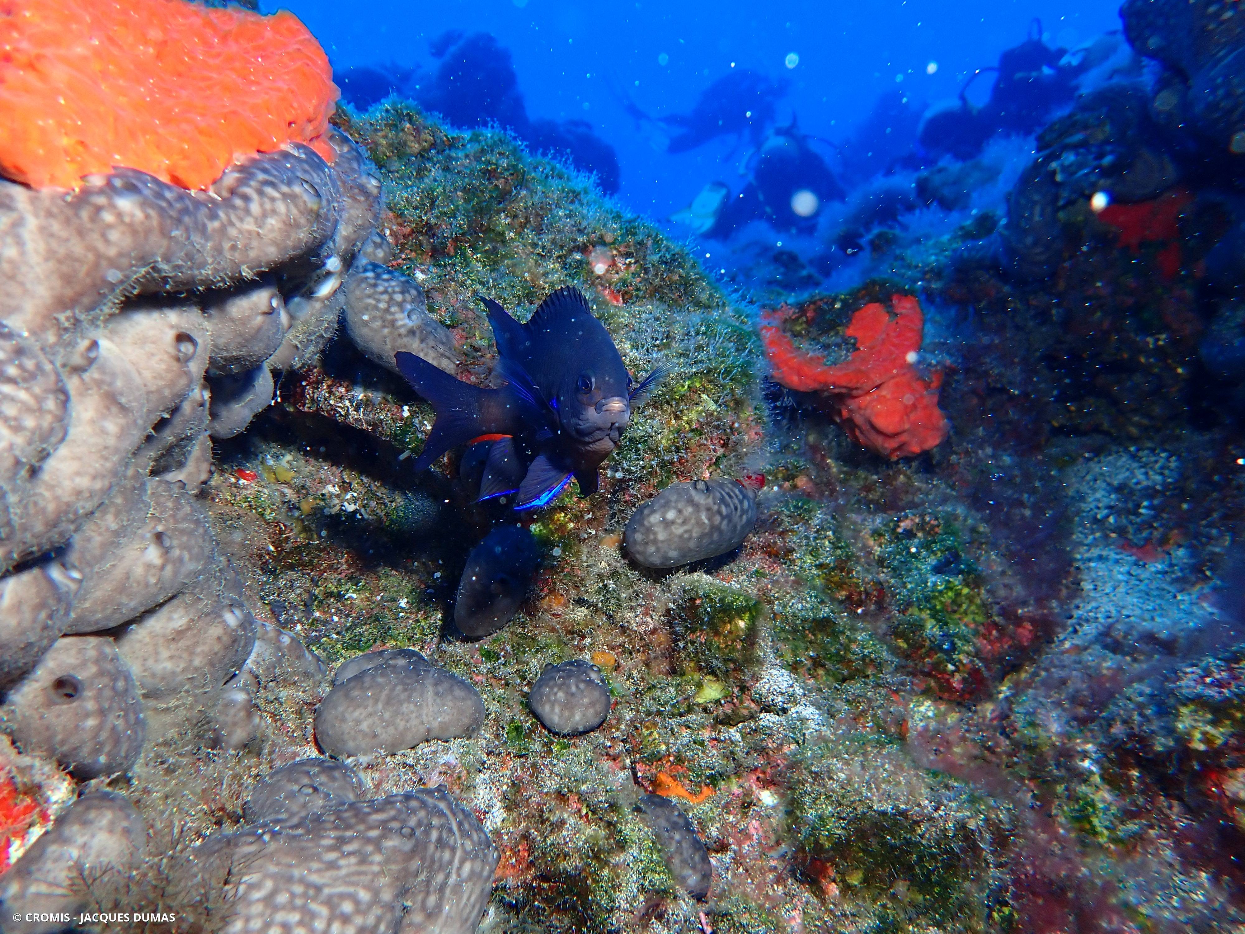 Demoiselle des Canaries