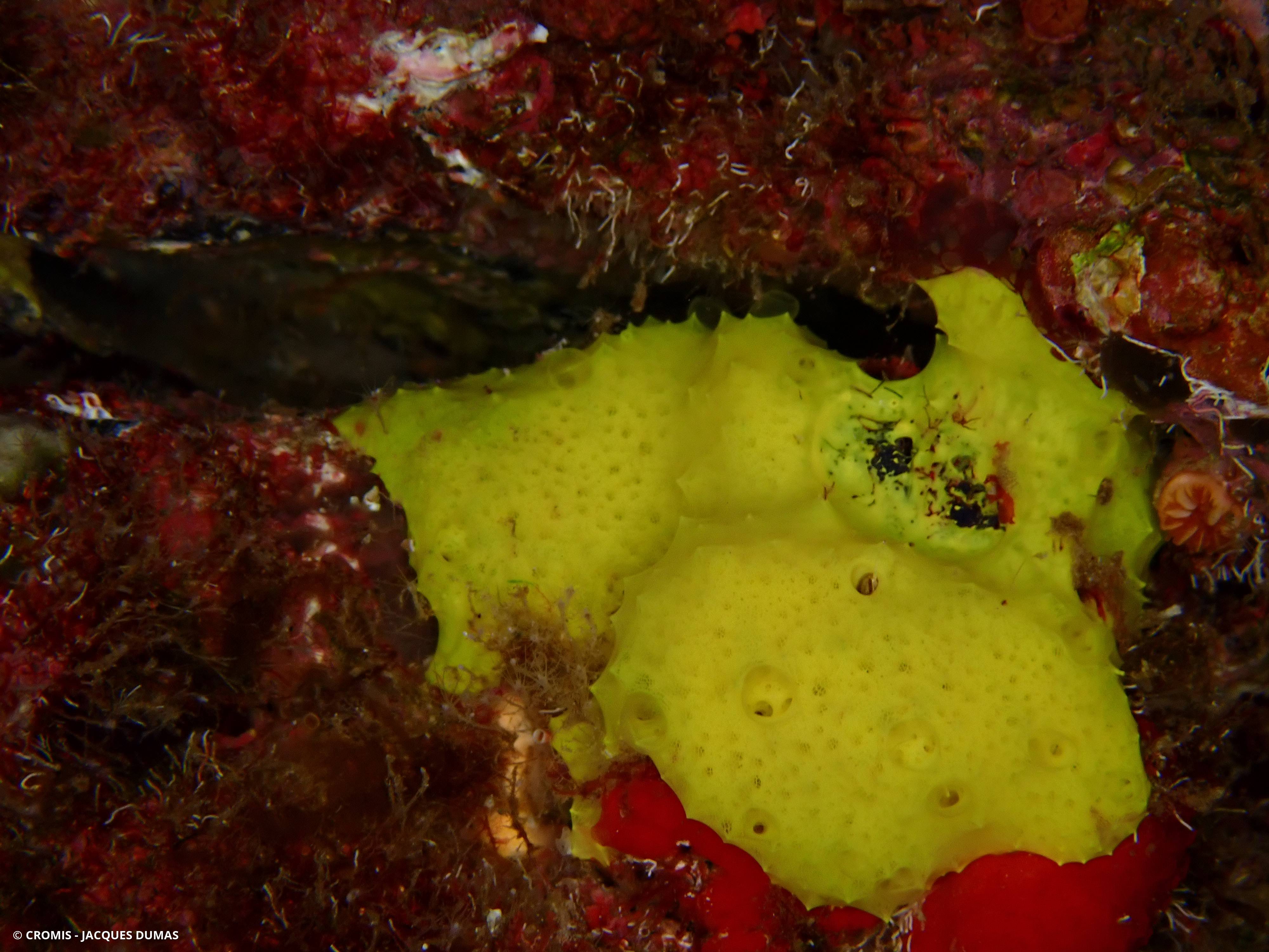Aplysille jaune soufre