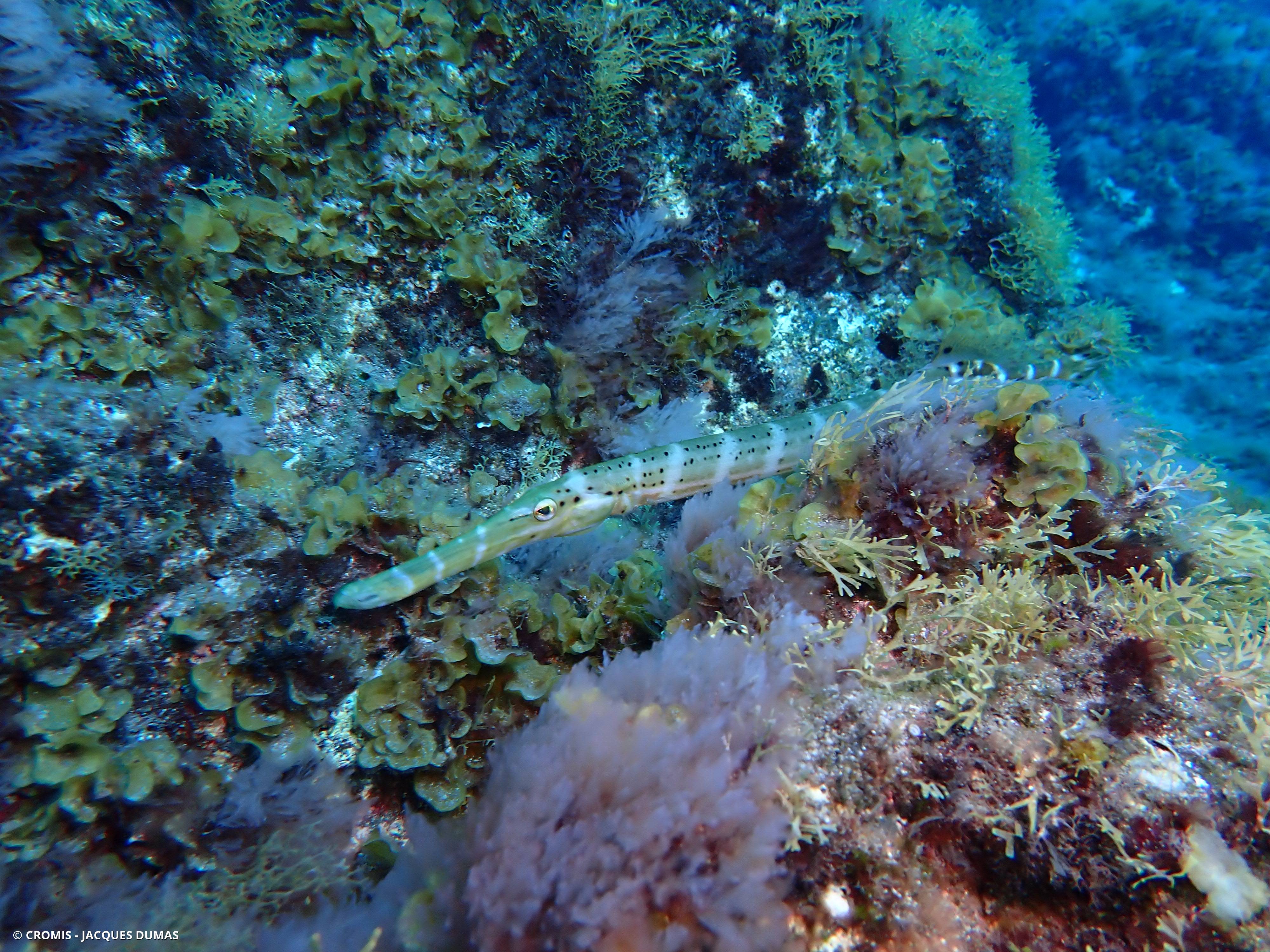 Poisson-trompette atlantique
