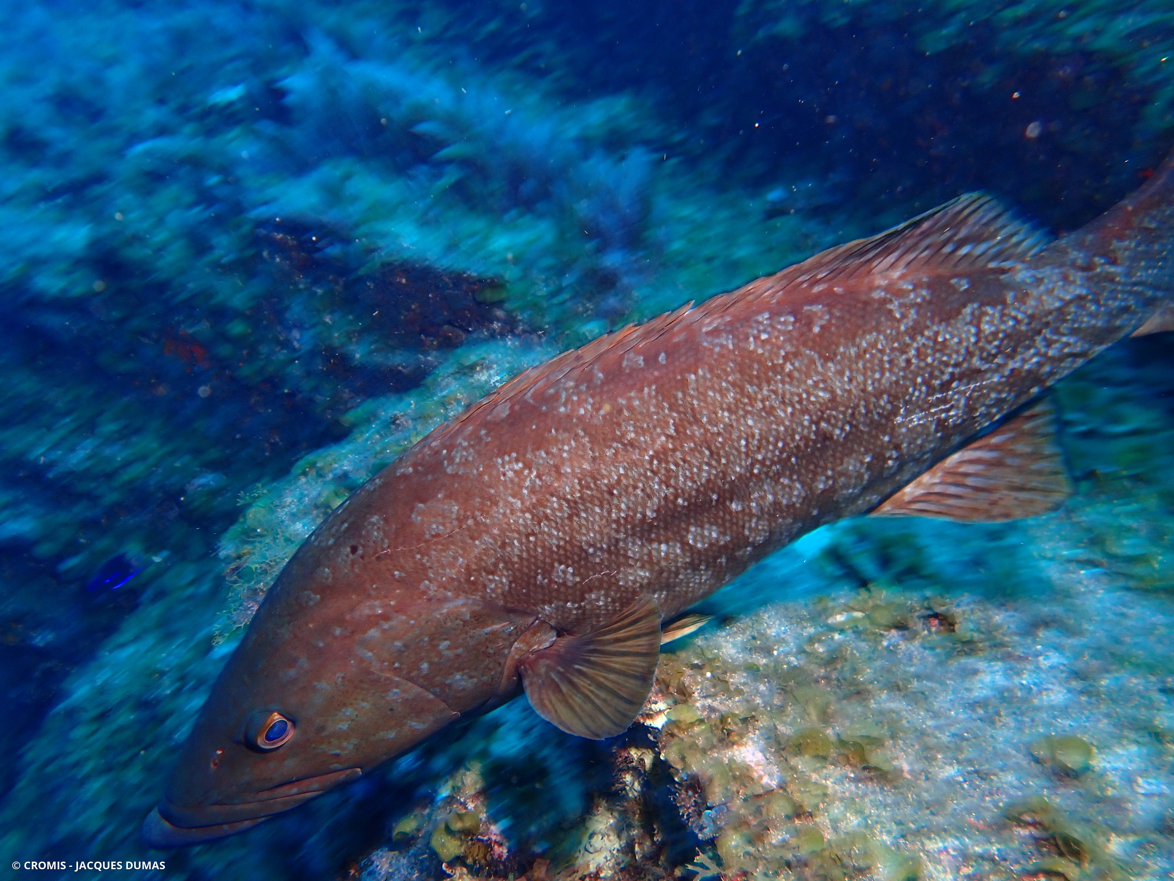 Mérou brun des Canaries