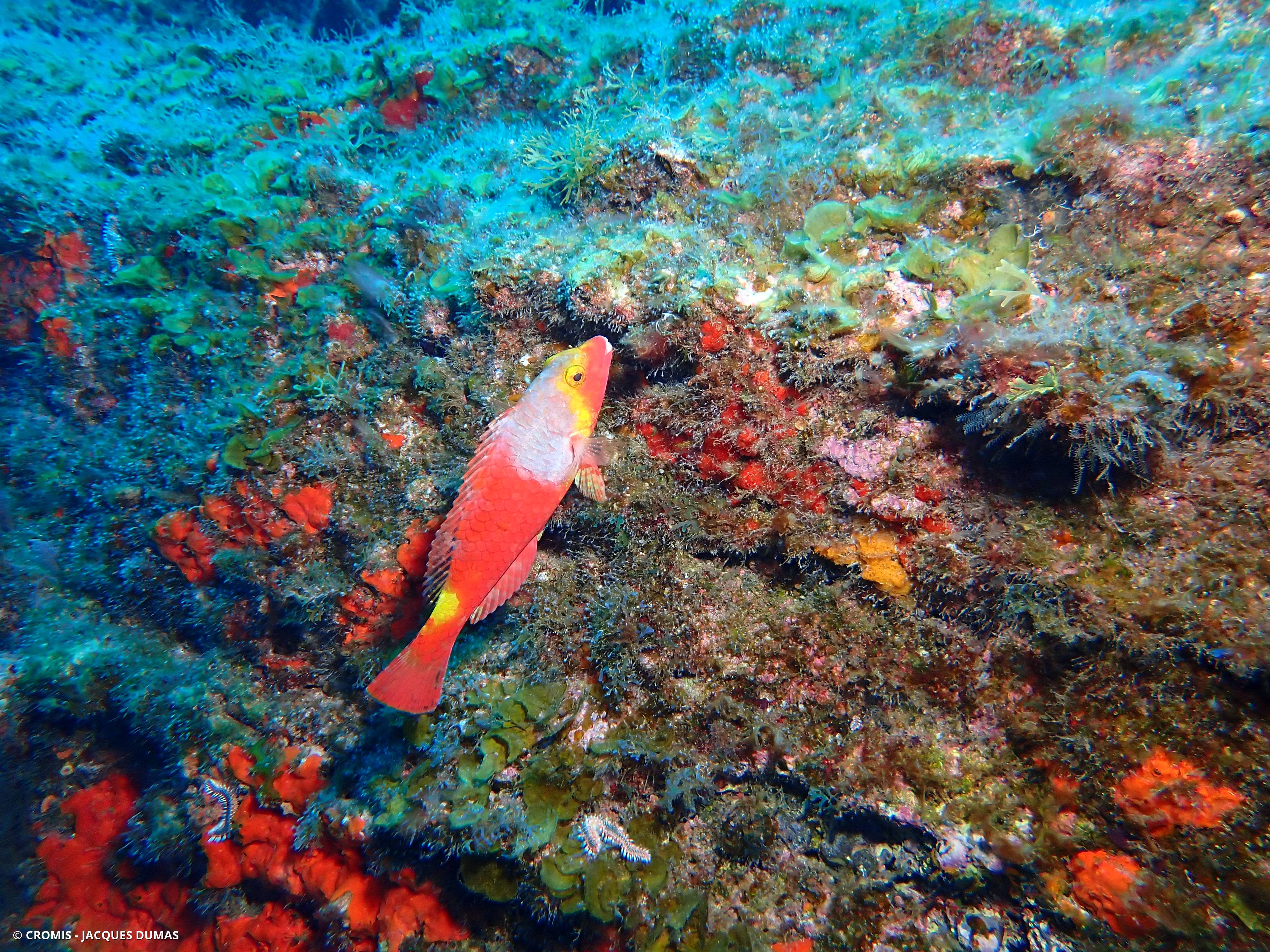 Poisson-perroquet méditerranéen