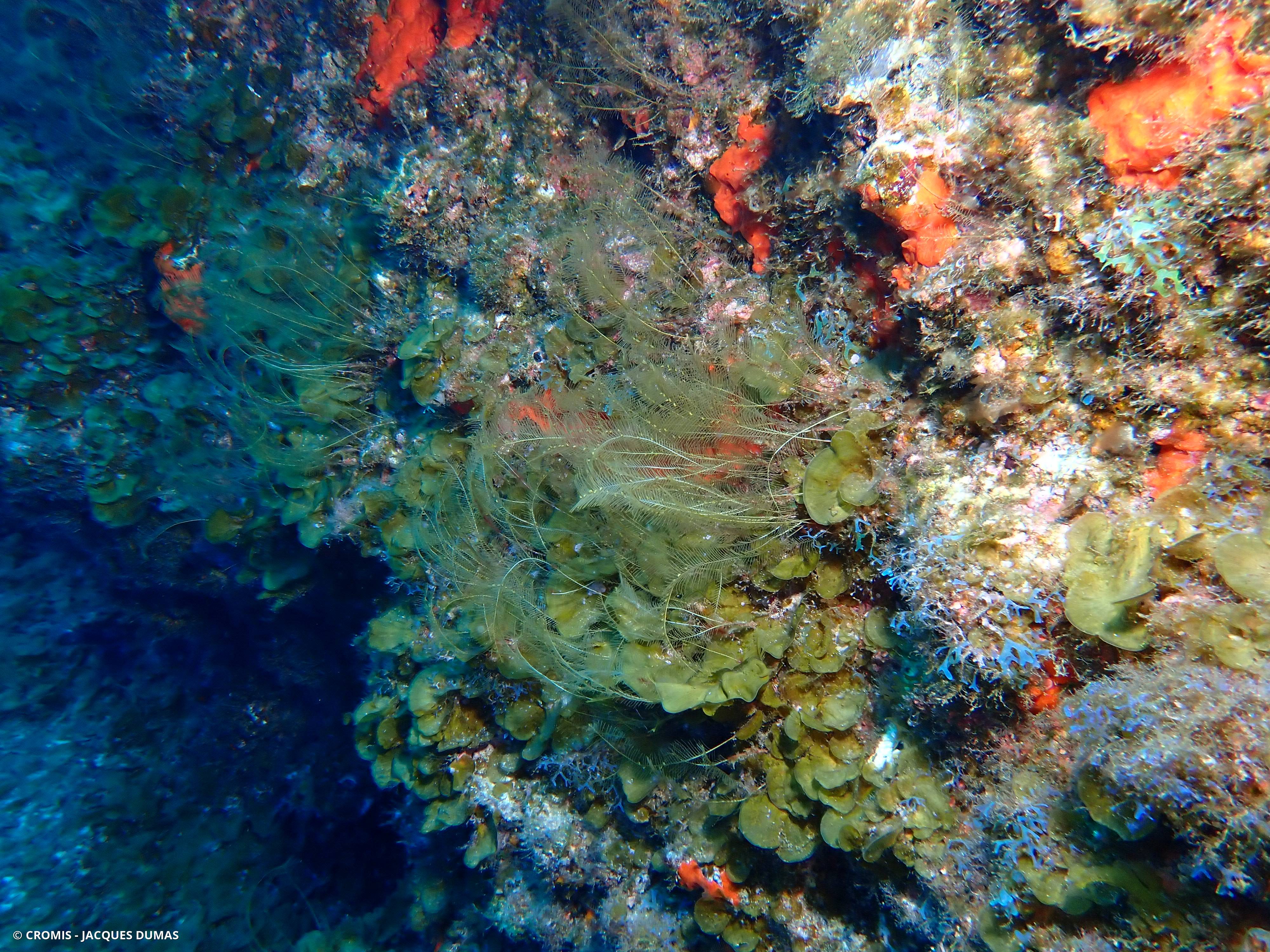 Hydraire buisson ardent