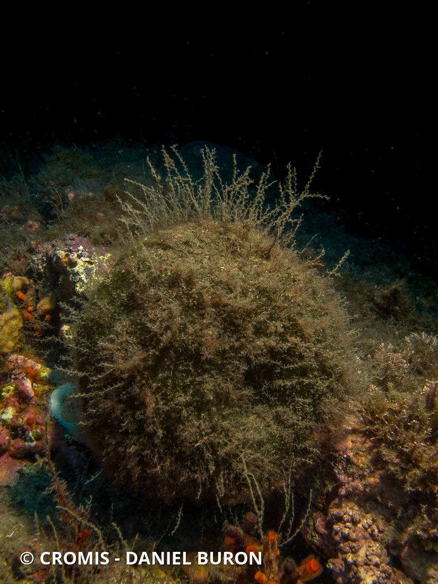 Sertularelle de Méditerranée