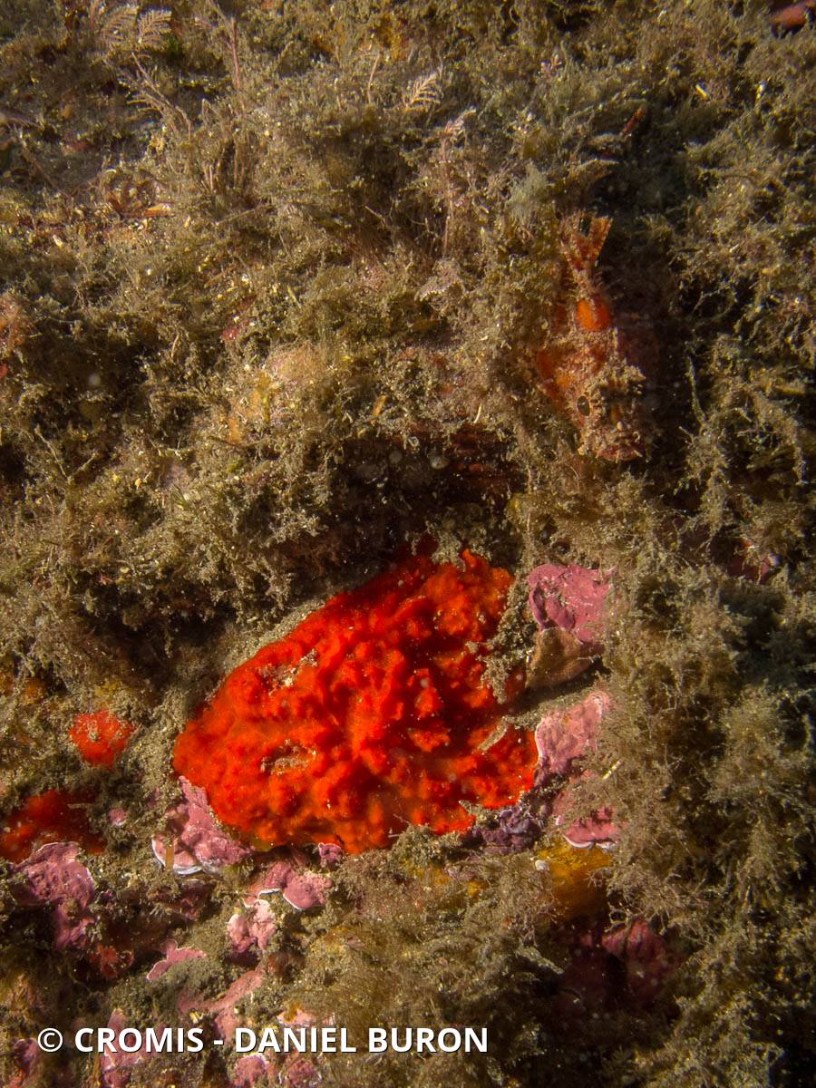 Eponges encroûtantes rouges poilues