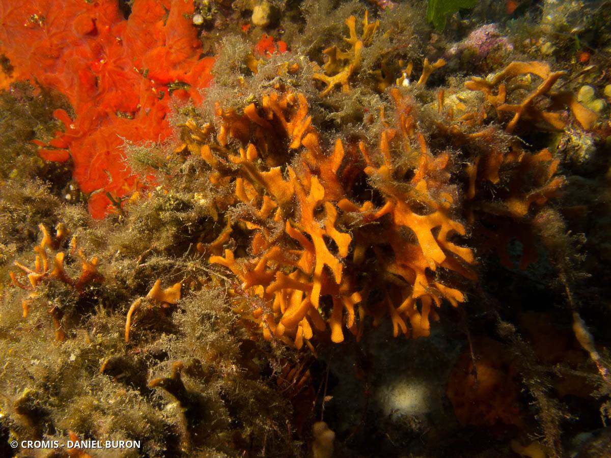 Bryozoaire bois de cerf