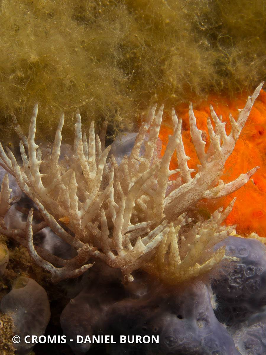 Algue branchue cartilagineuse