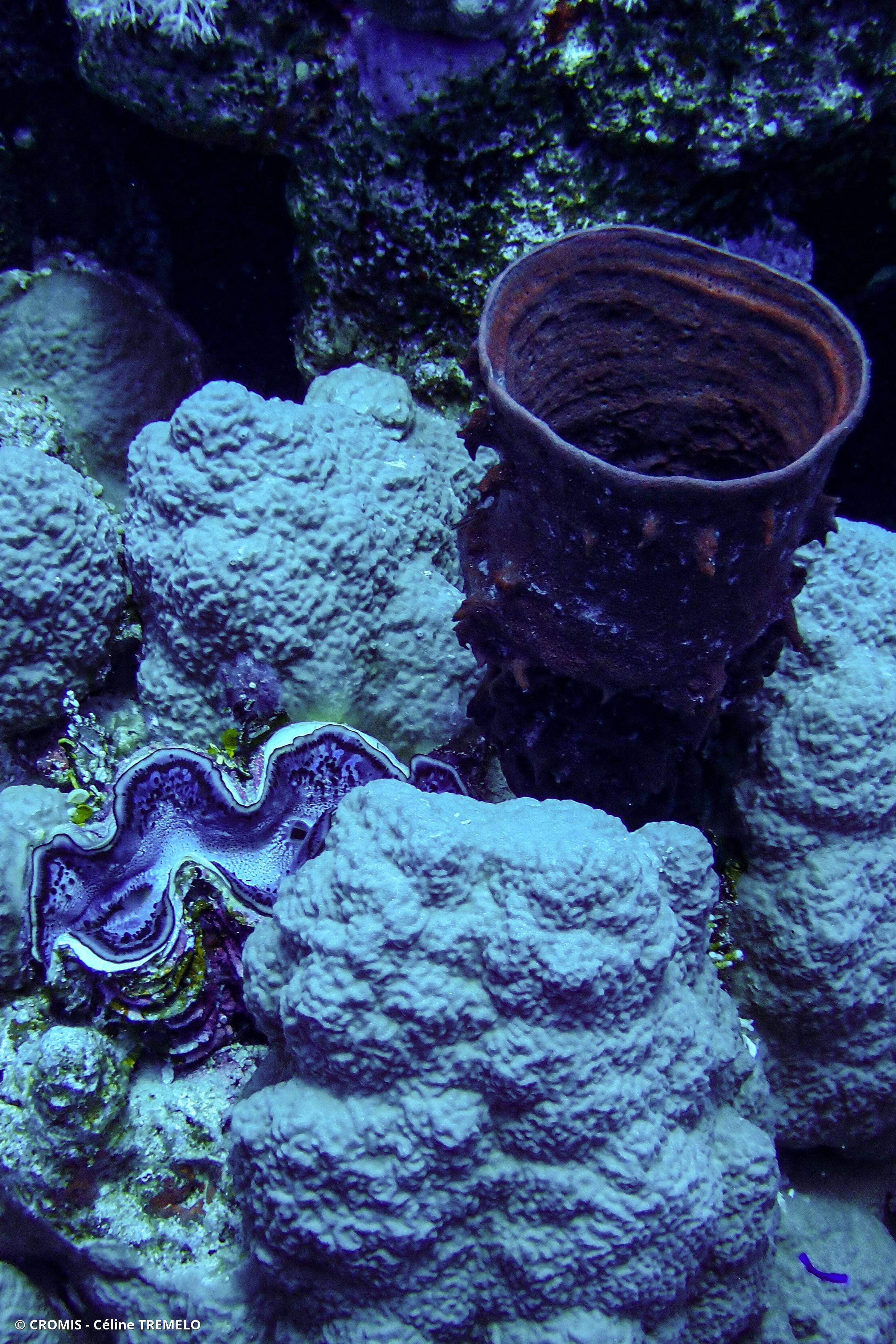 Eponge tubulaire de Mer Rouge