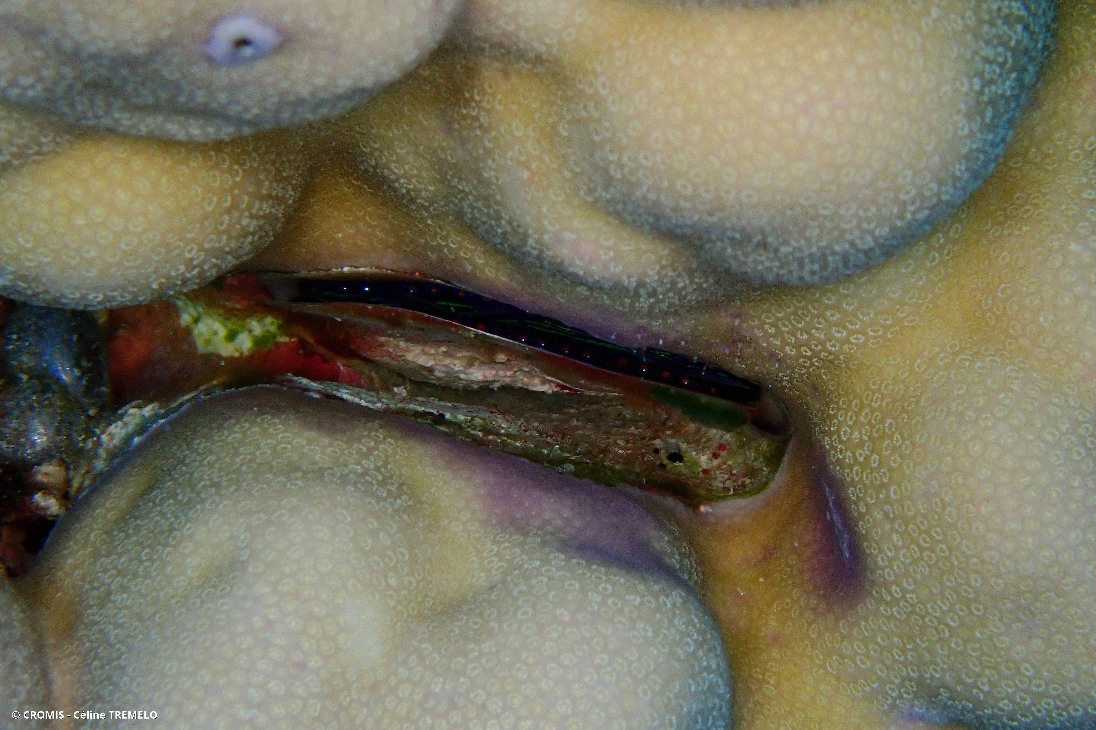 Huître corallicole