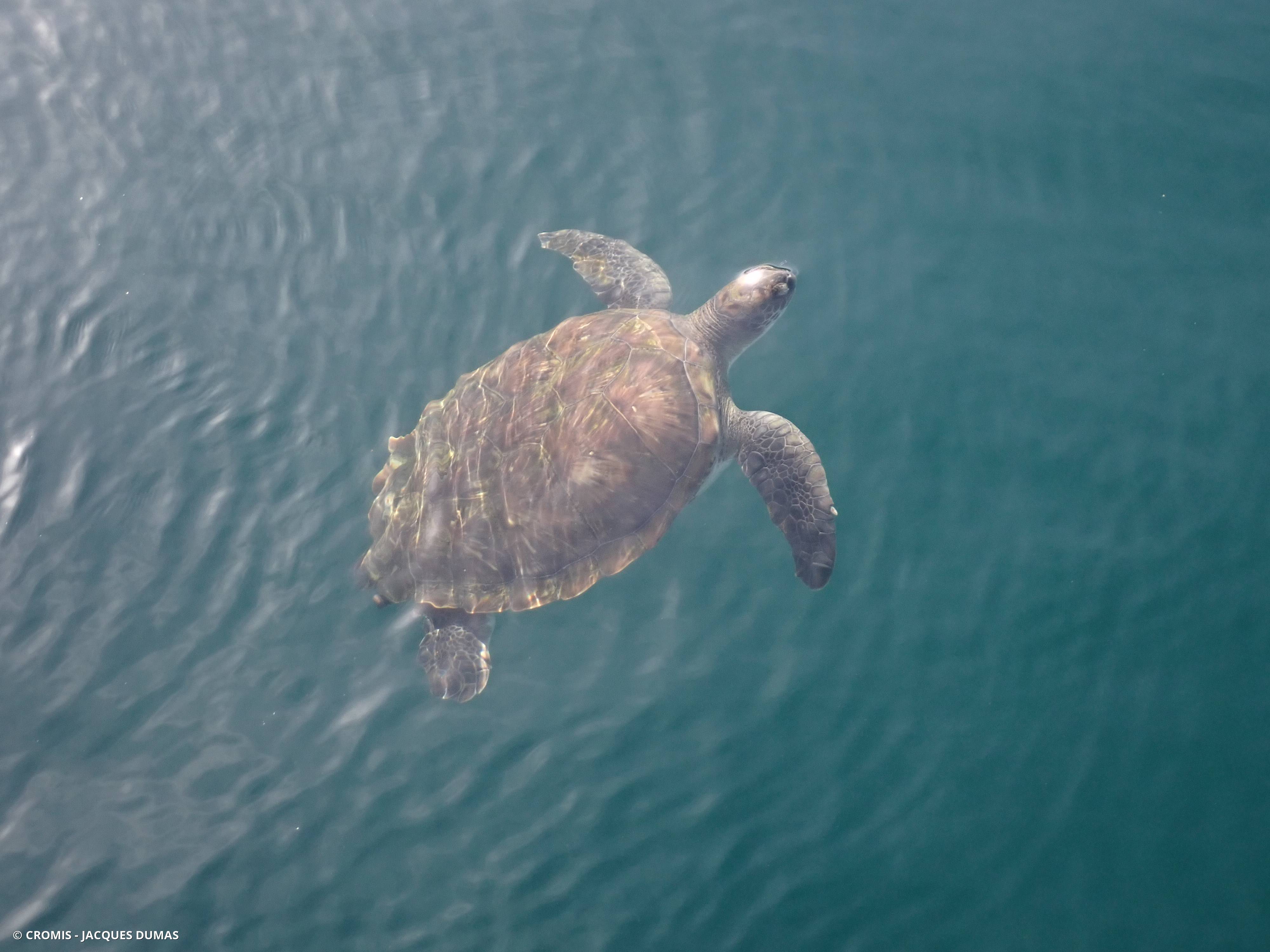 Tortue verte