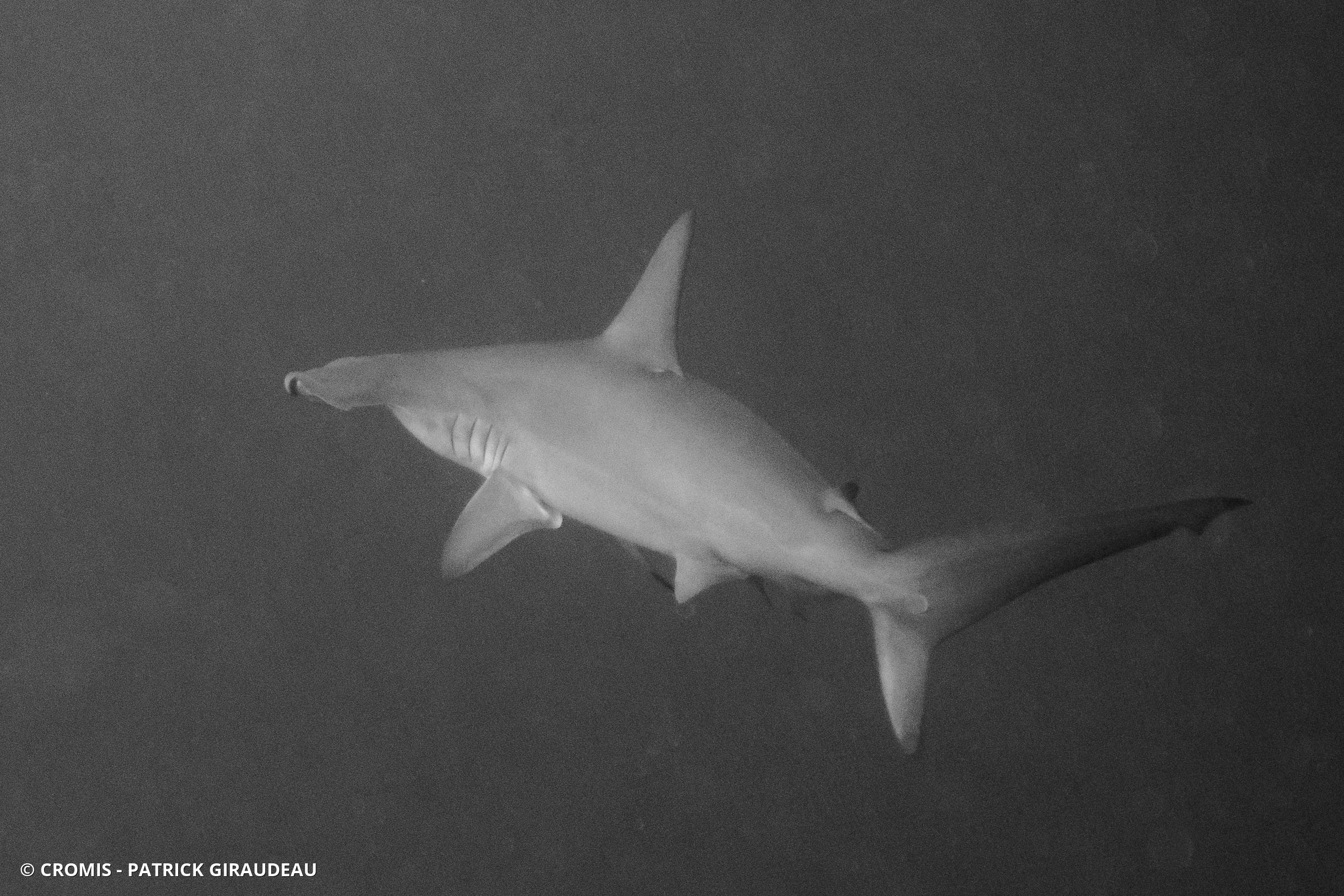 Requin marteau halicorne