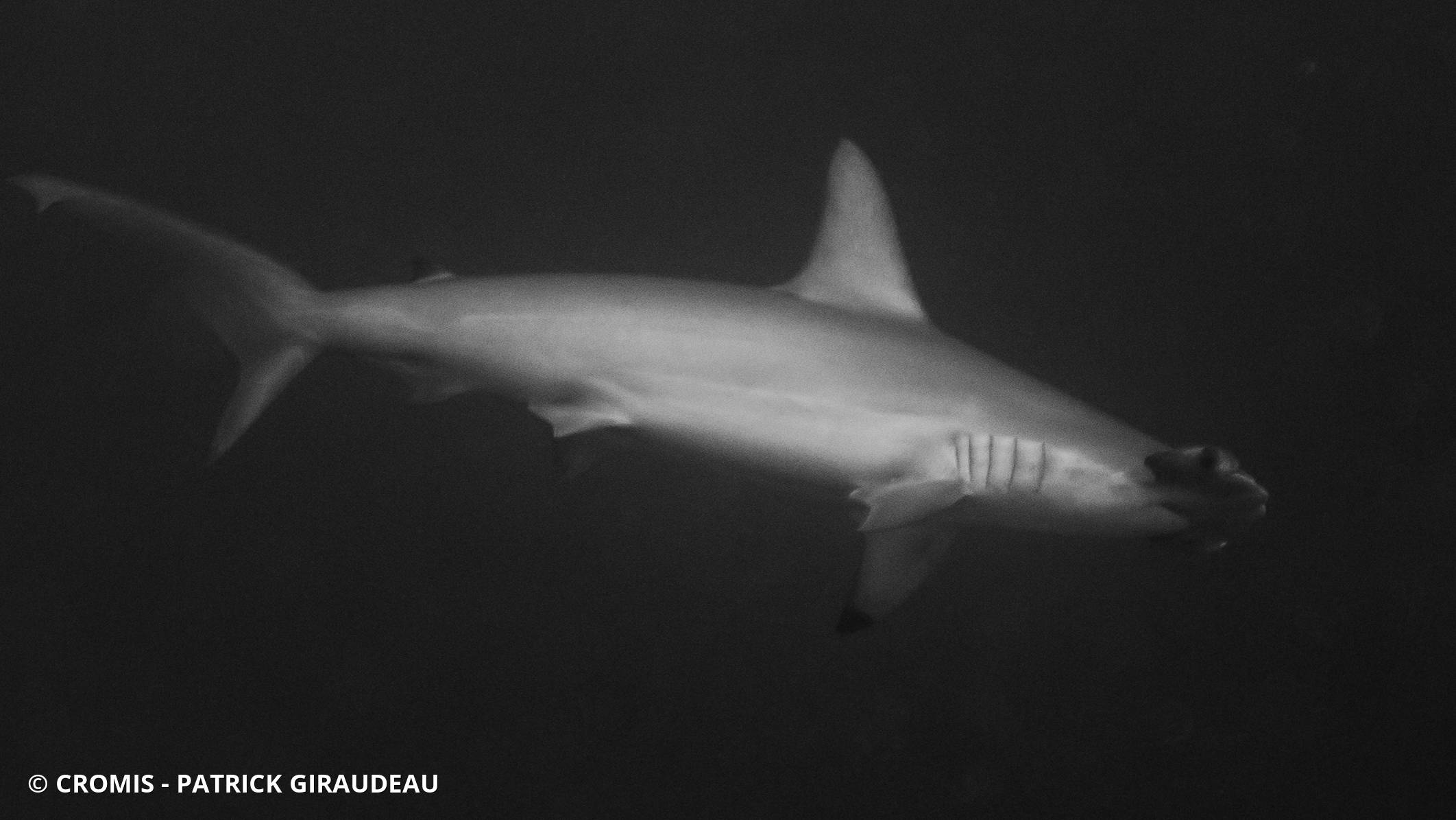 Requin marteau halicorne