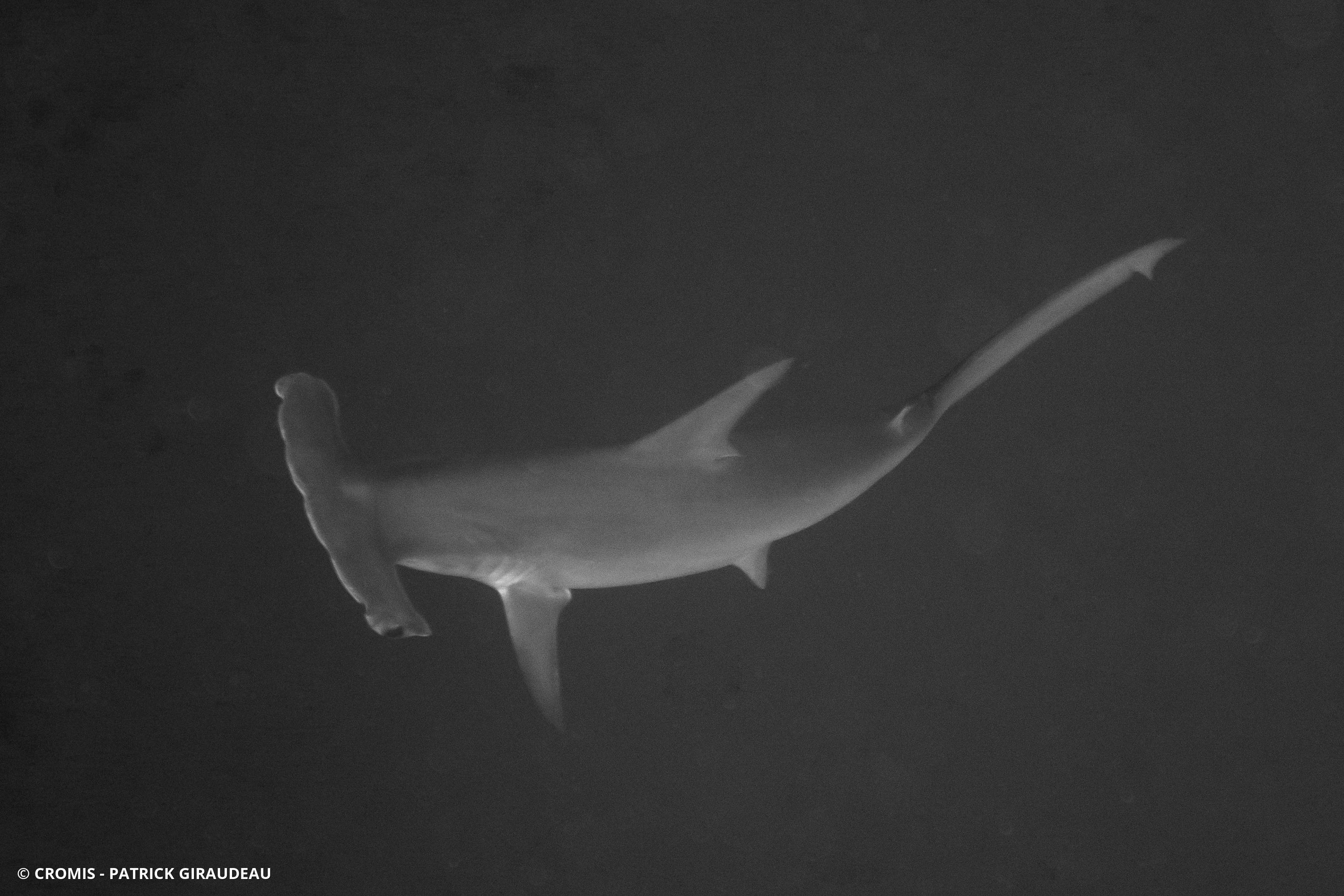 Requin marteau halicorne