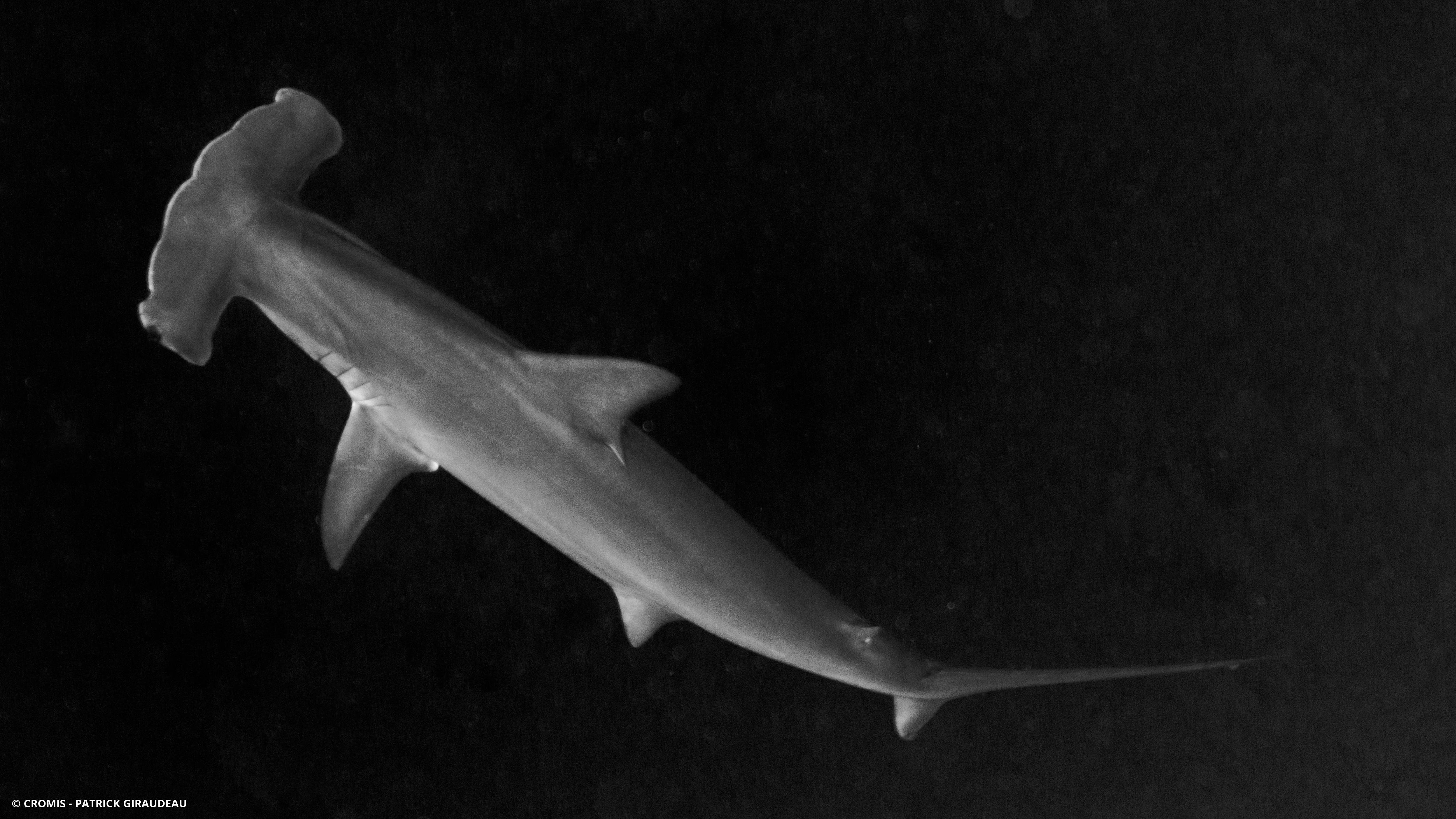 Requin marteau halicorne