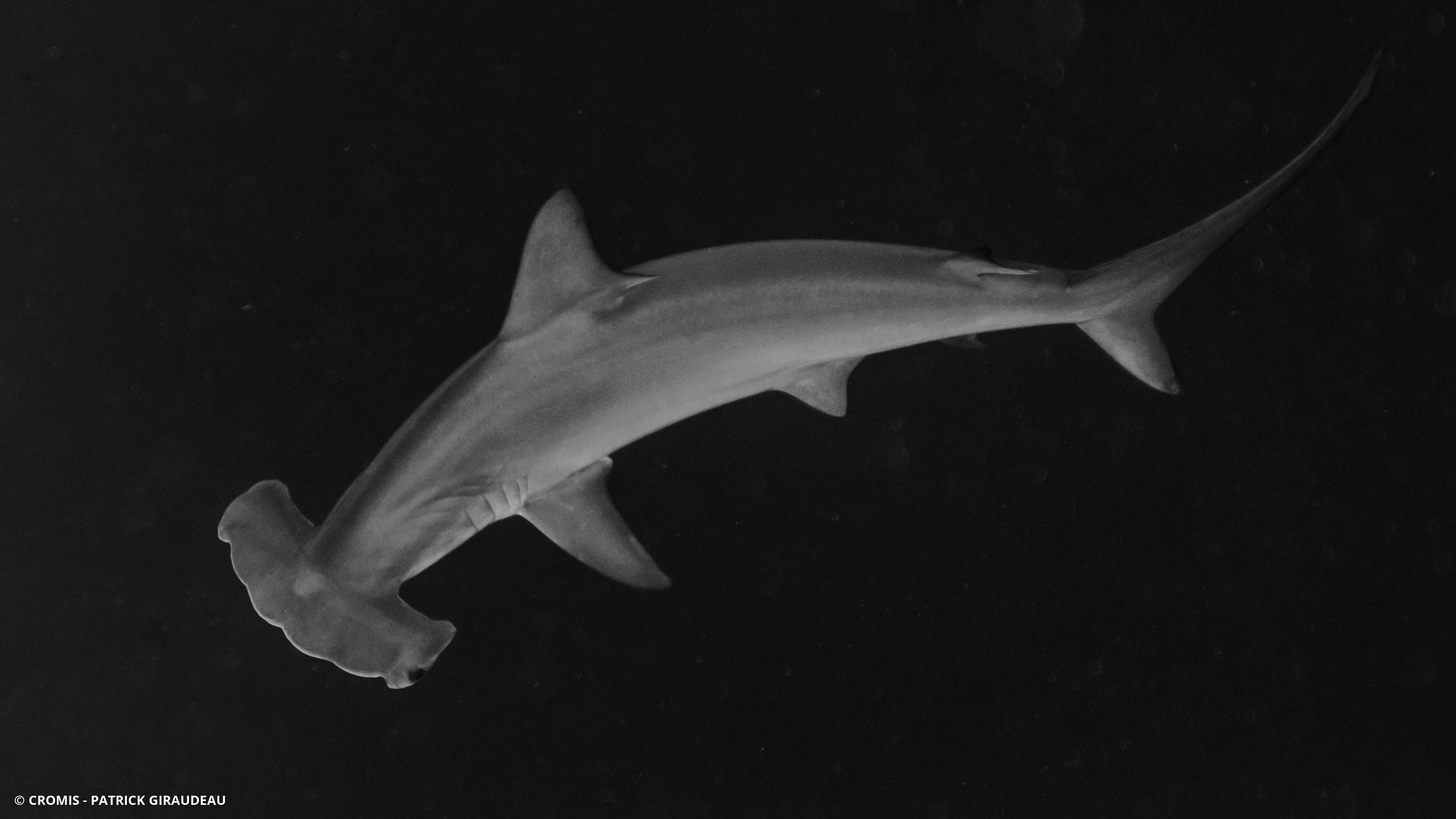 Requin marteau halicorne