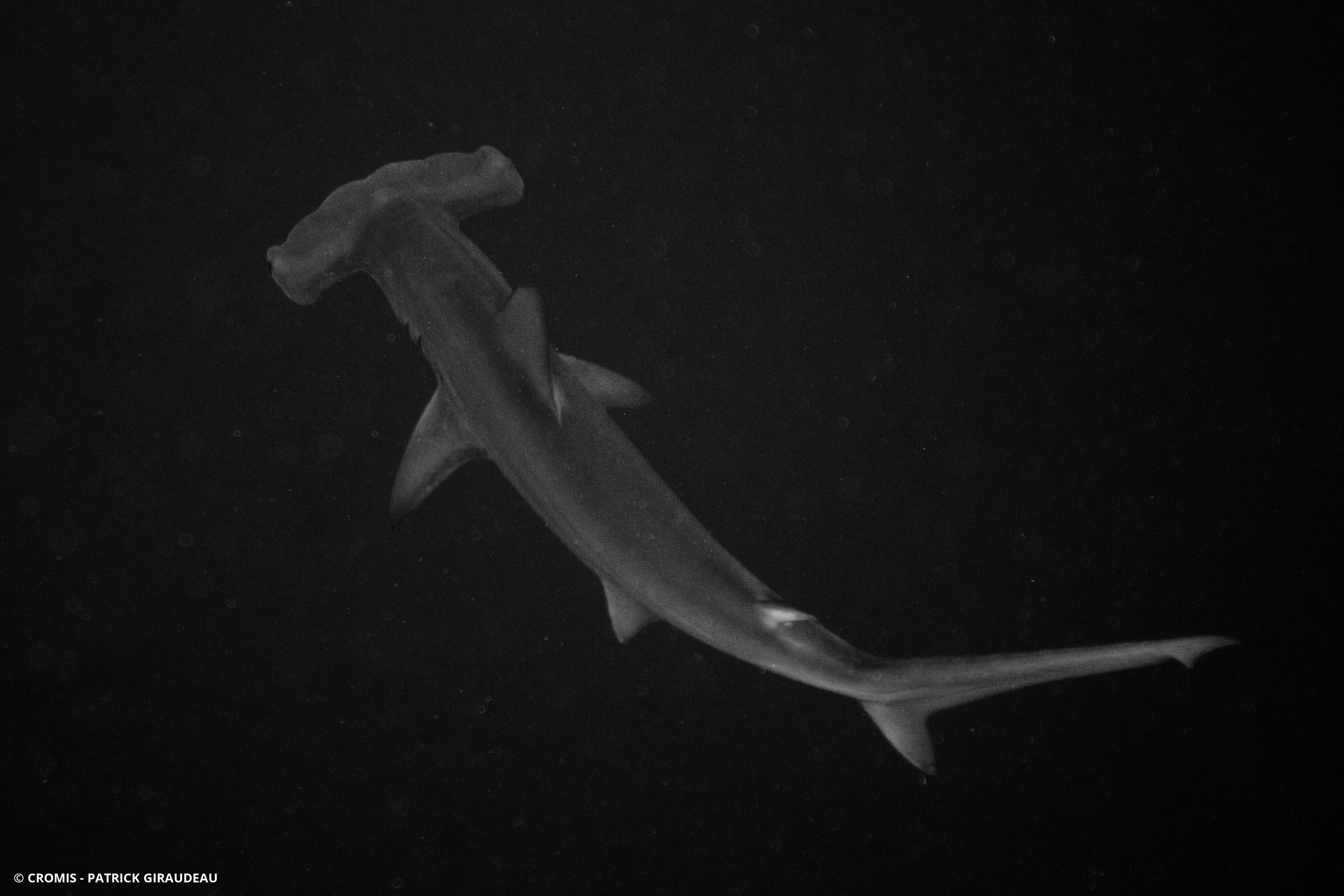 Requin marteau halicorne