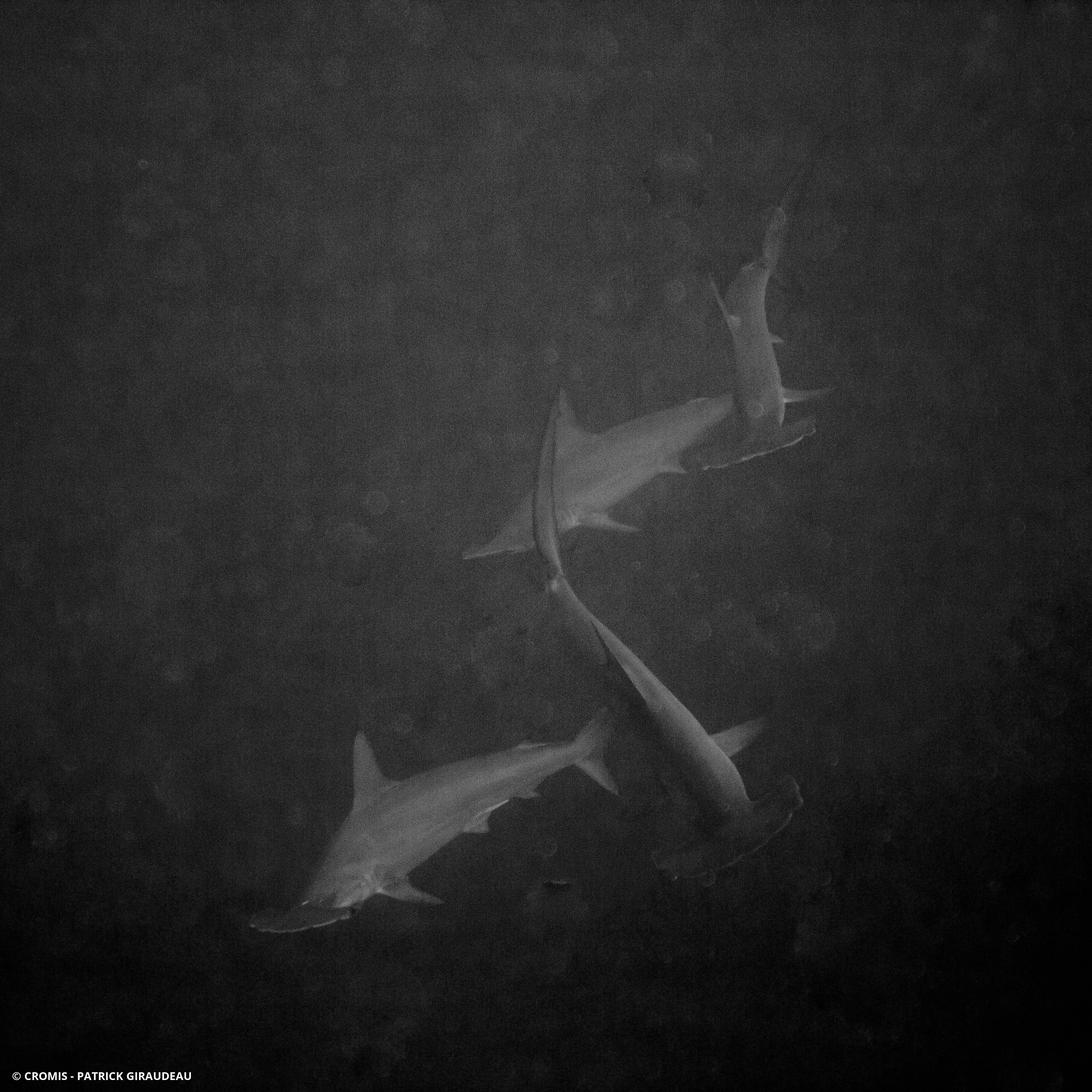 Requin marteau halicorne