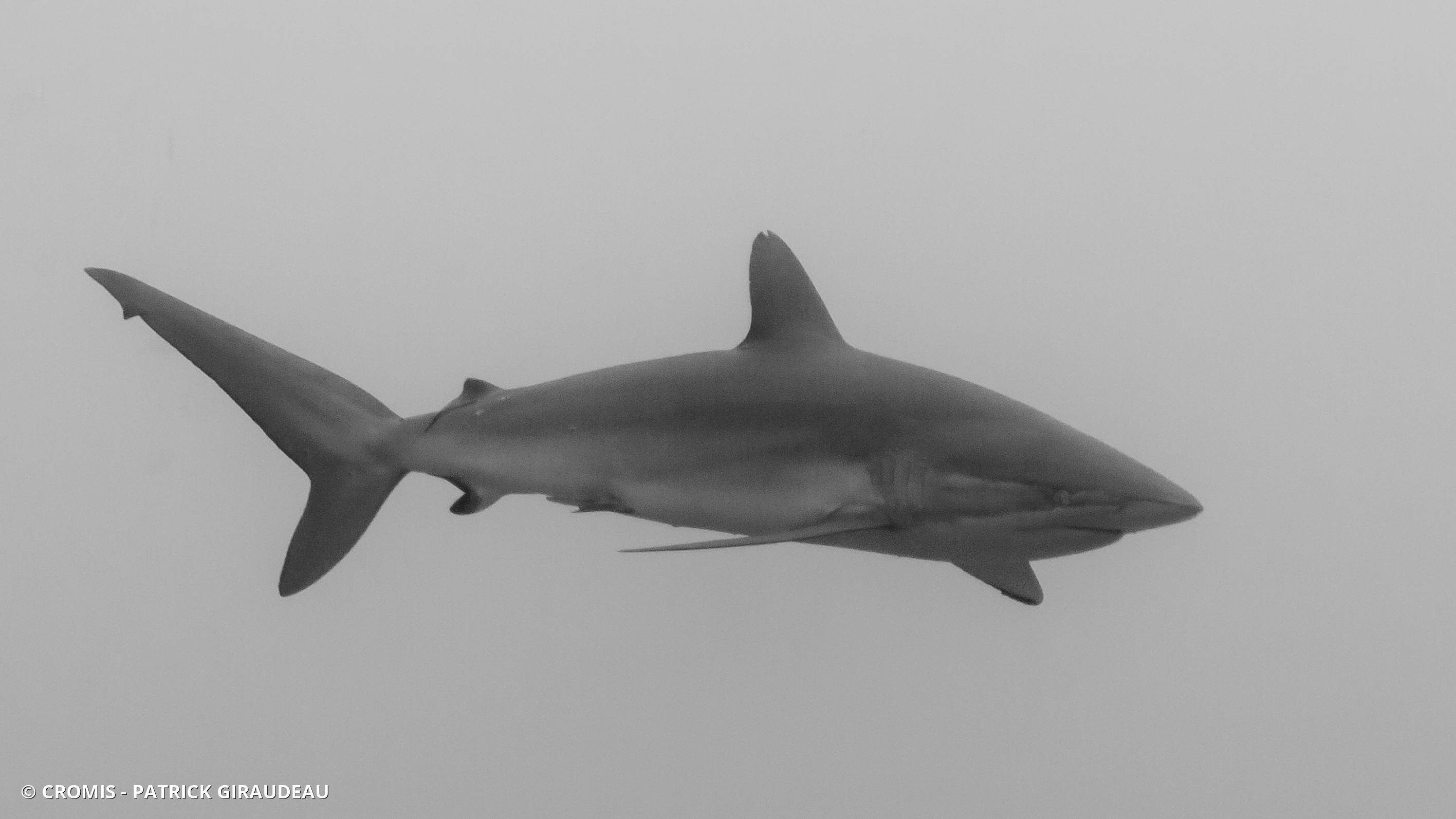 Requin soyeux