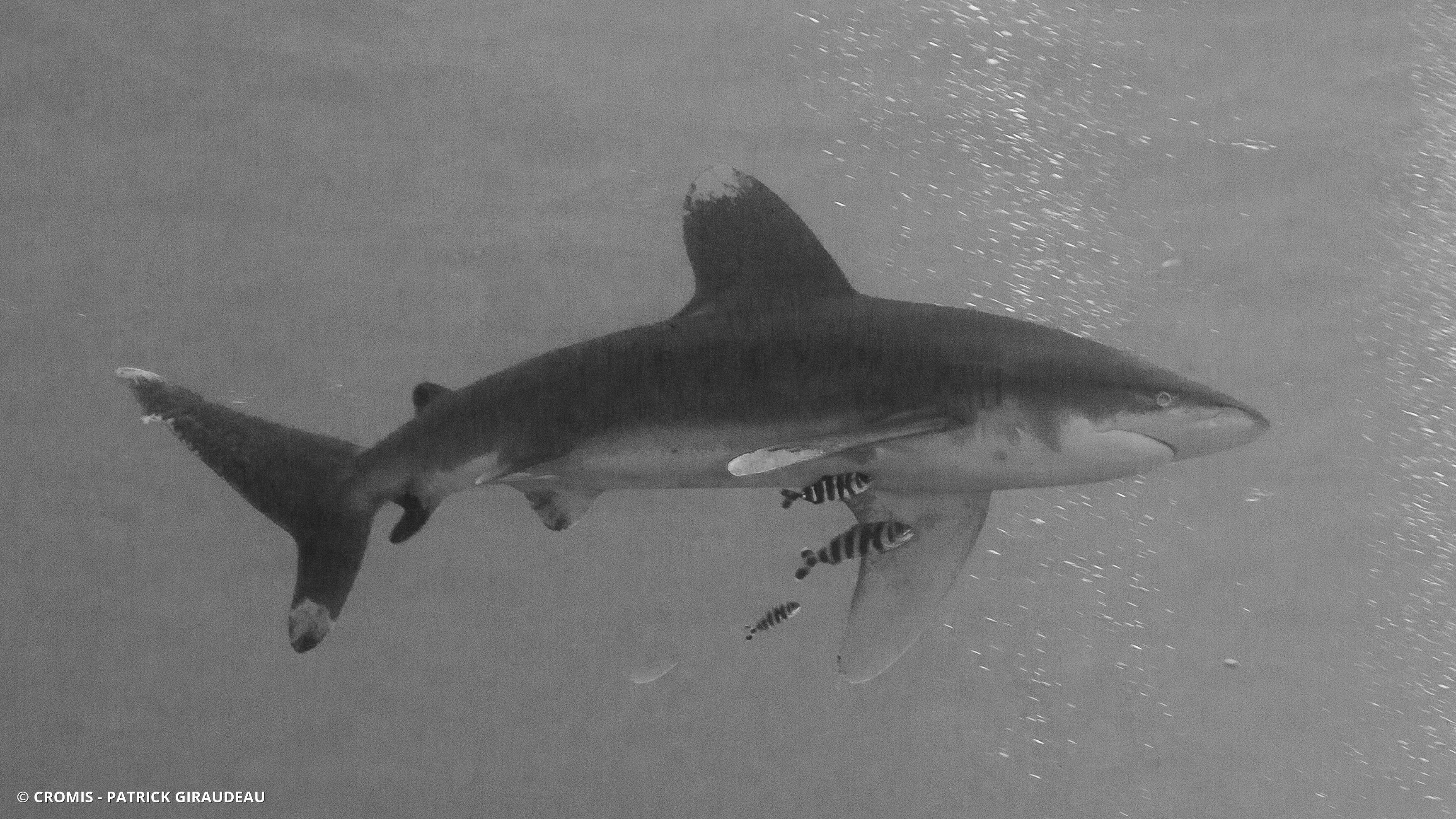 Requin océanique