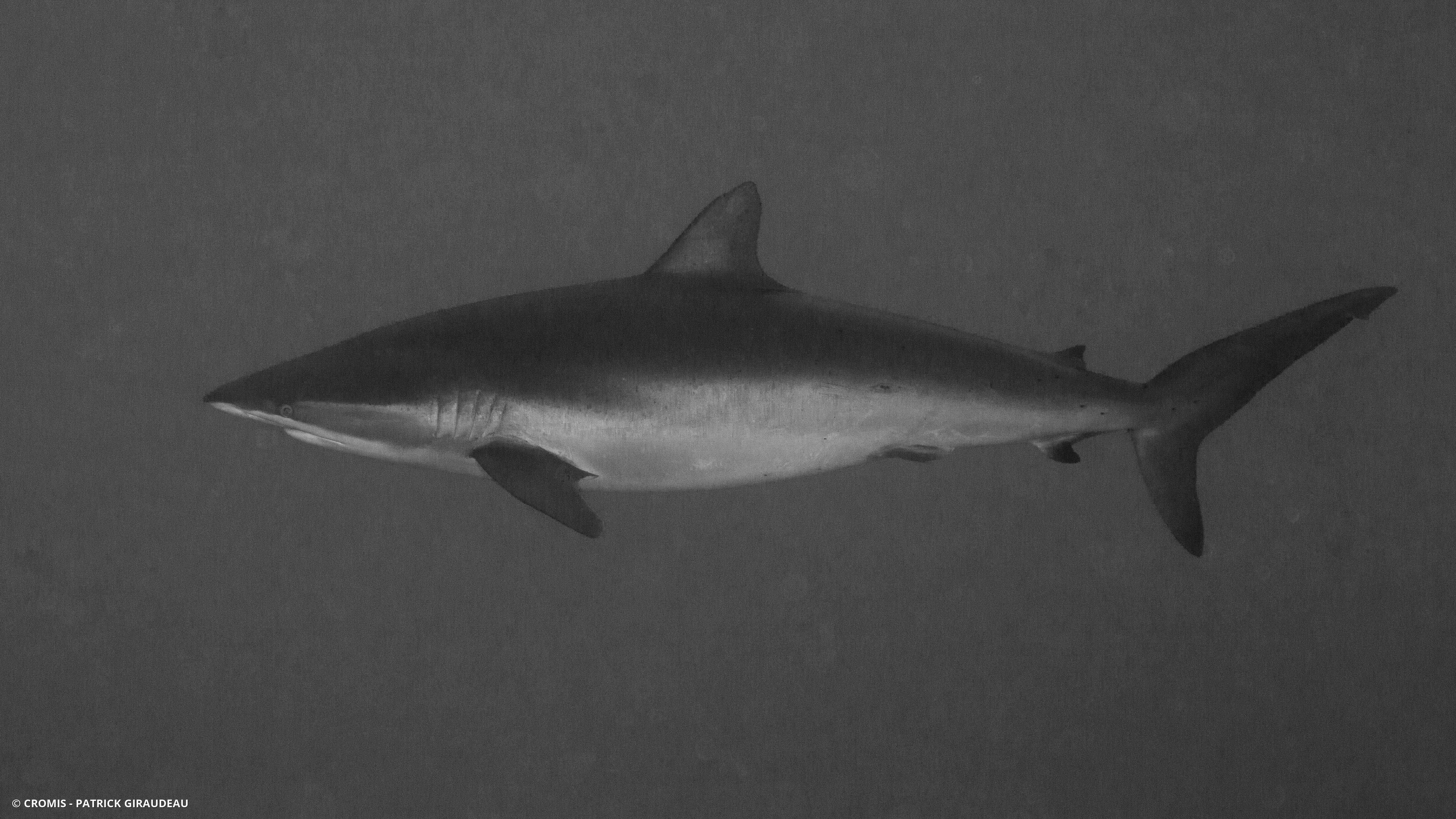 Requin soyeux