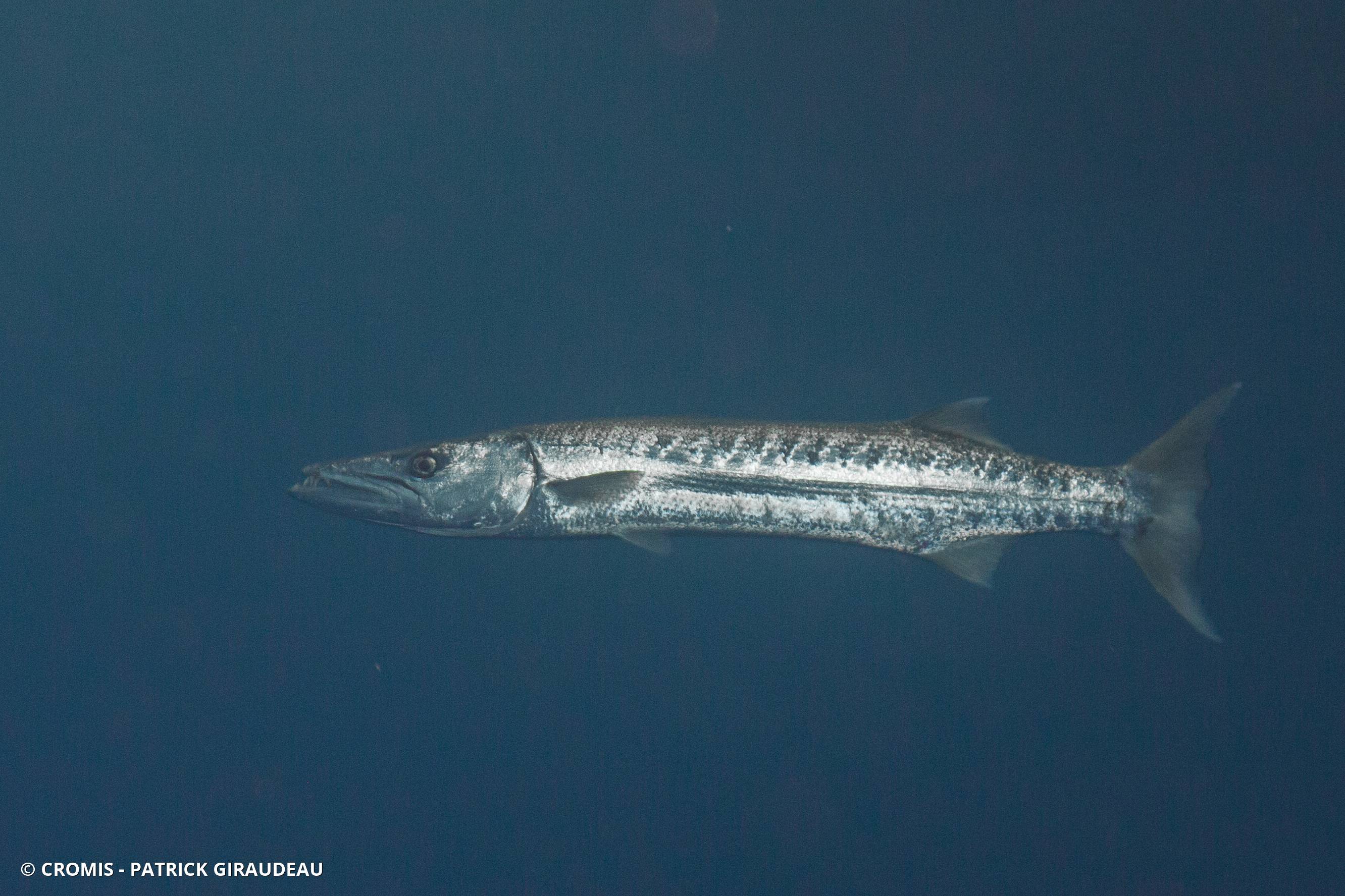 Grand barracuda