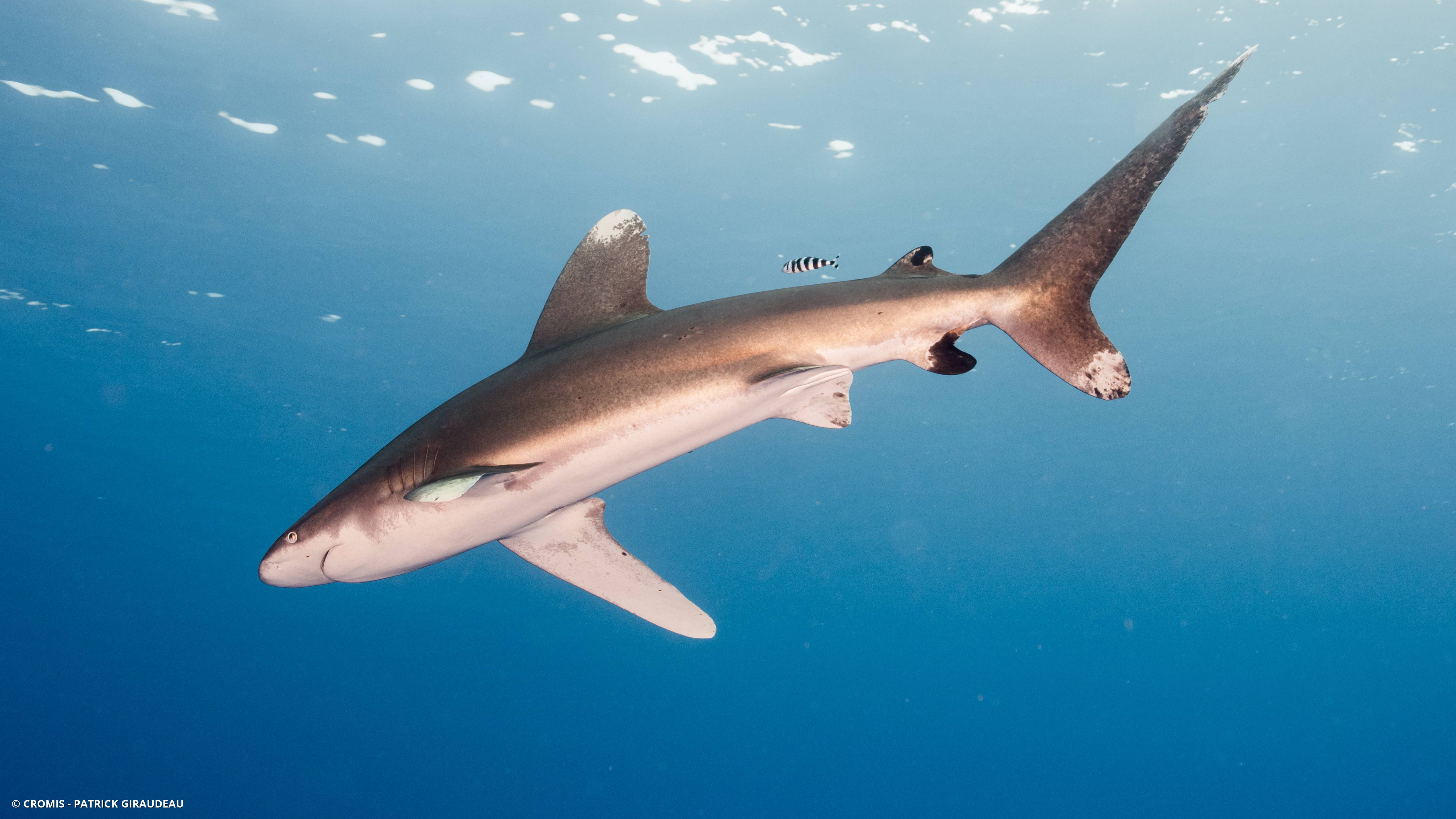 Requin océanique