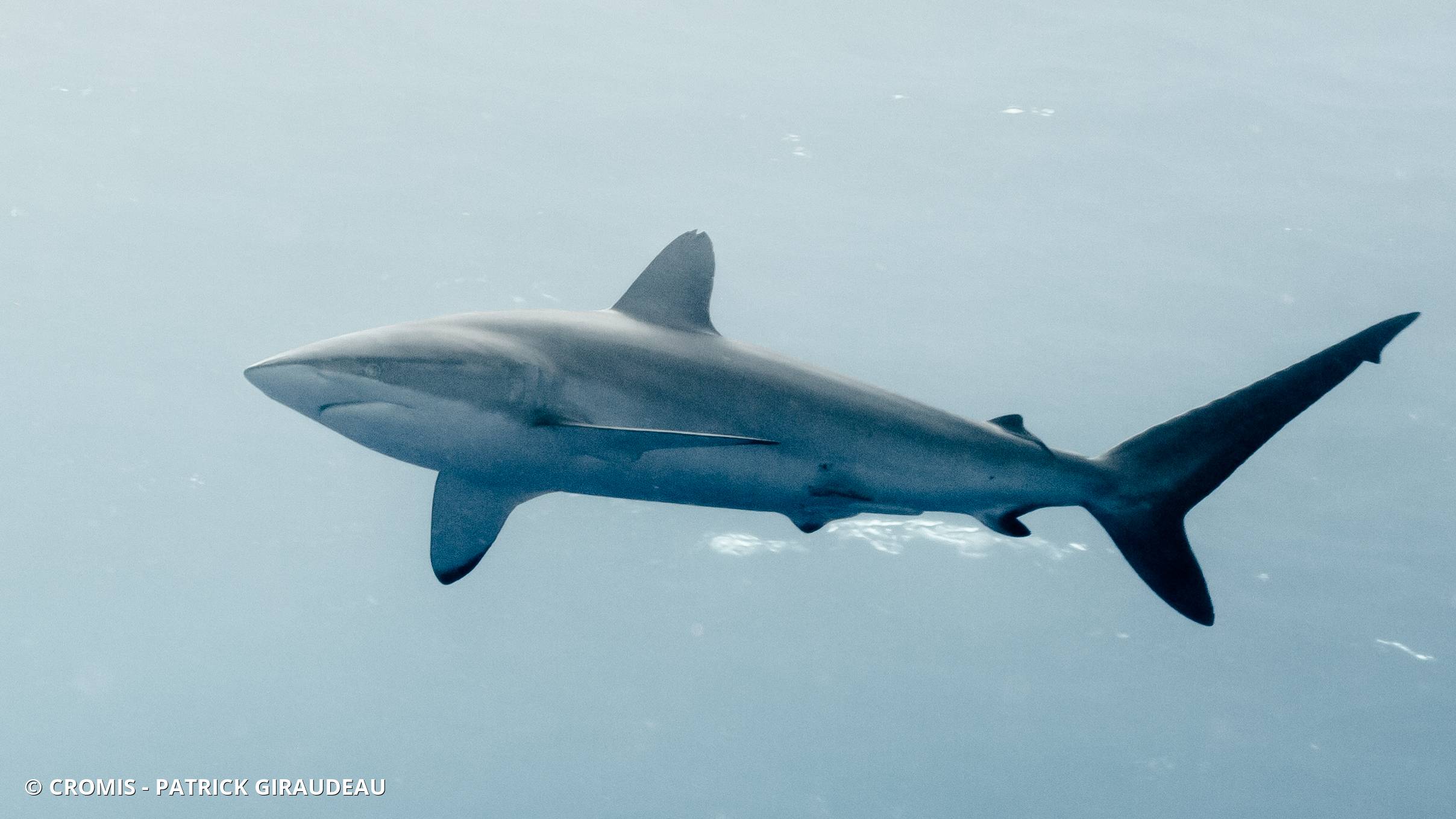 Requin soyeux