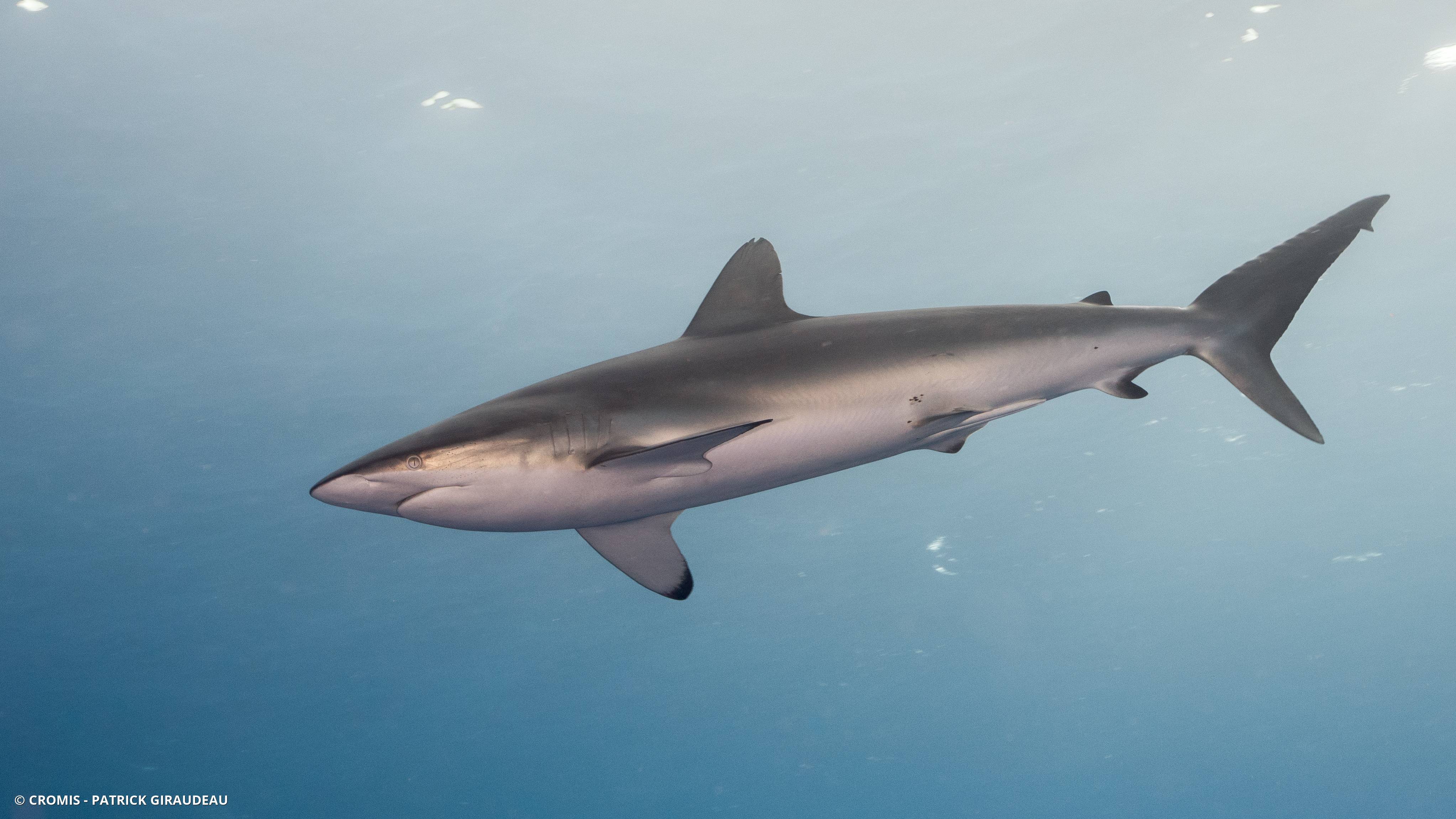 Requin soyeux