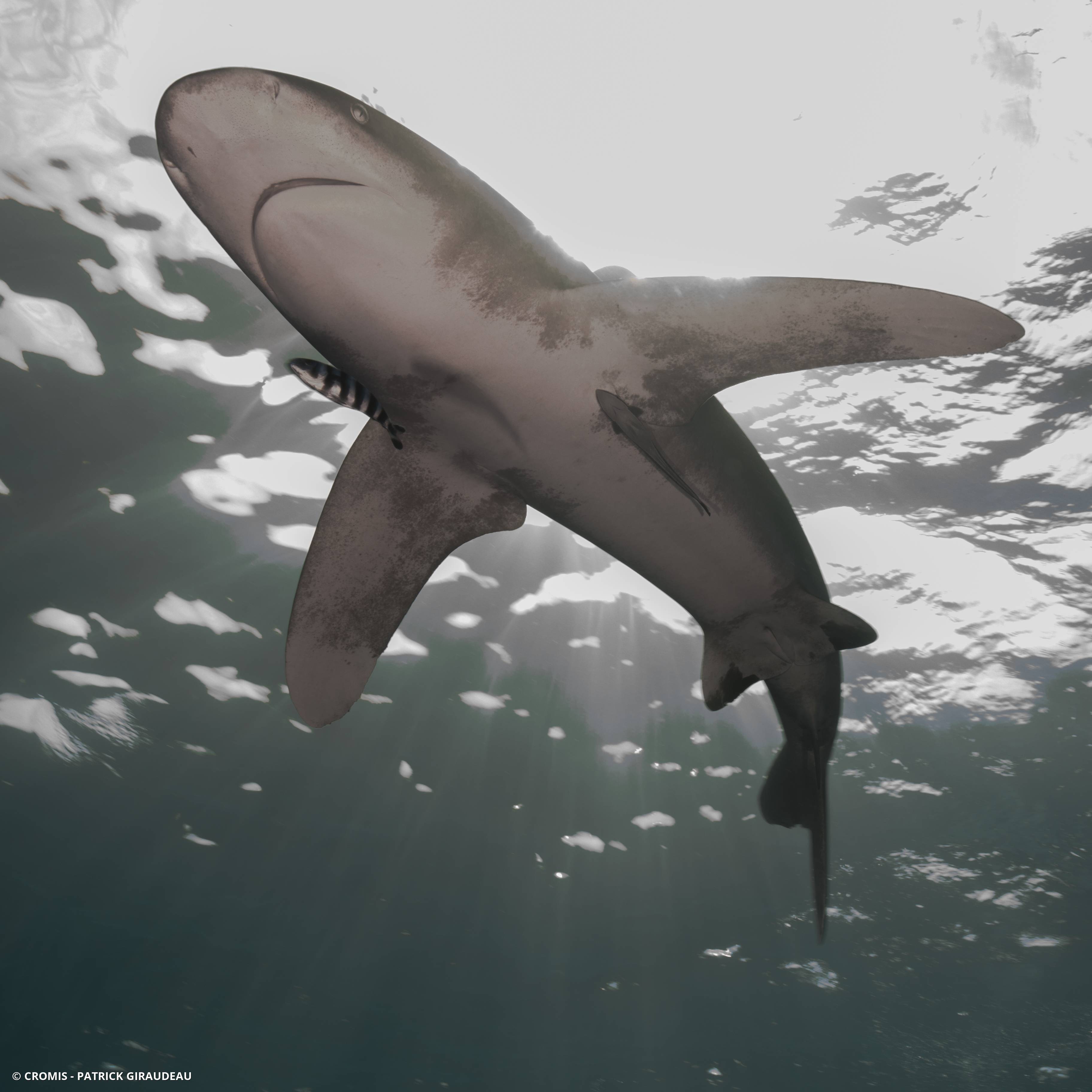 Requin océanique