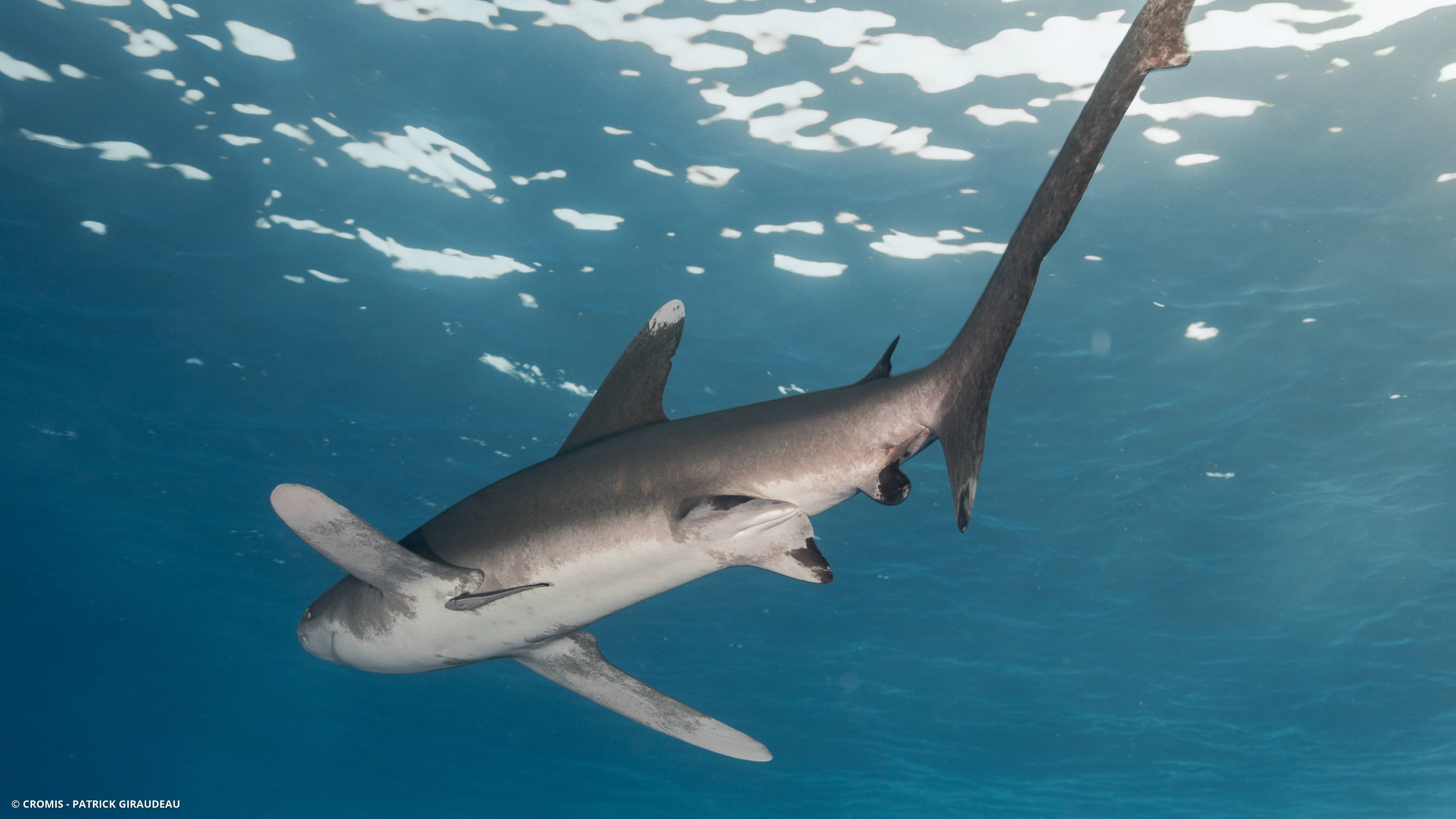 Requin océanique