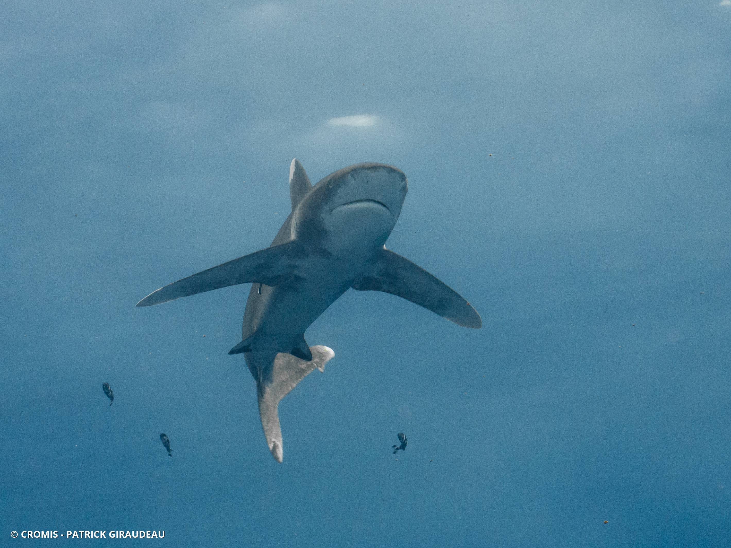 Requin océanique