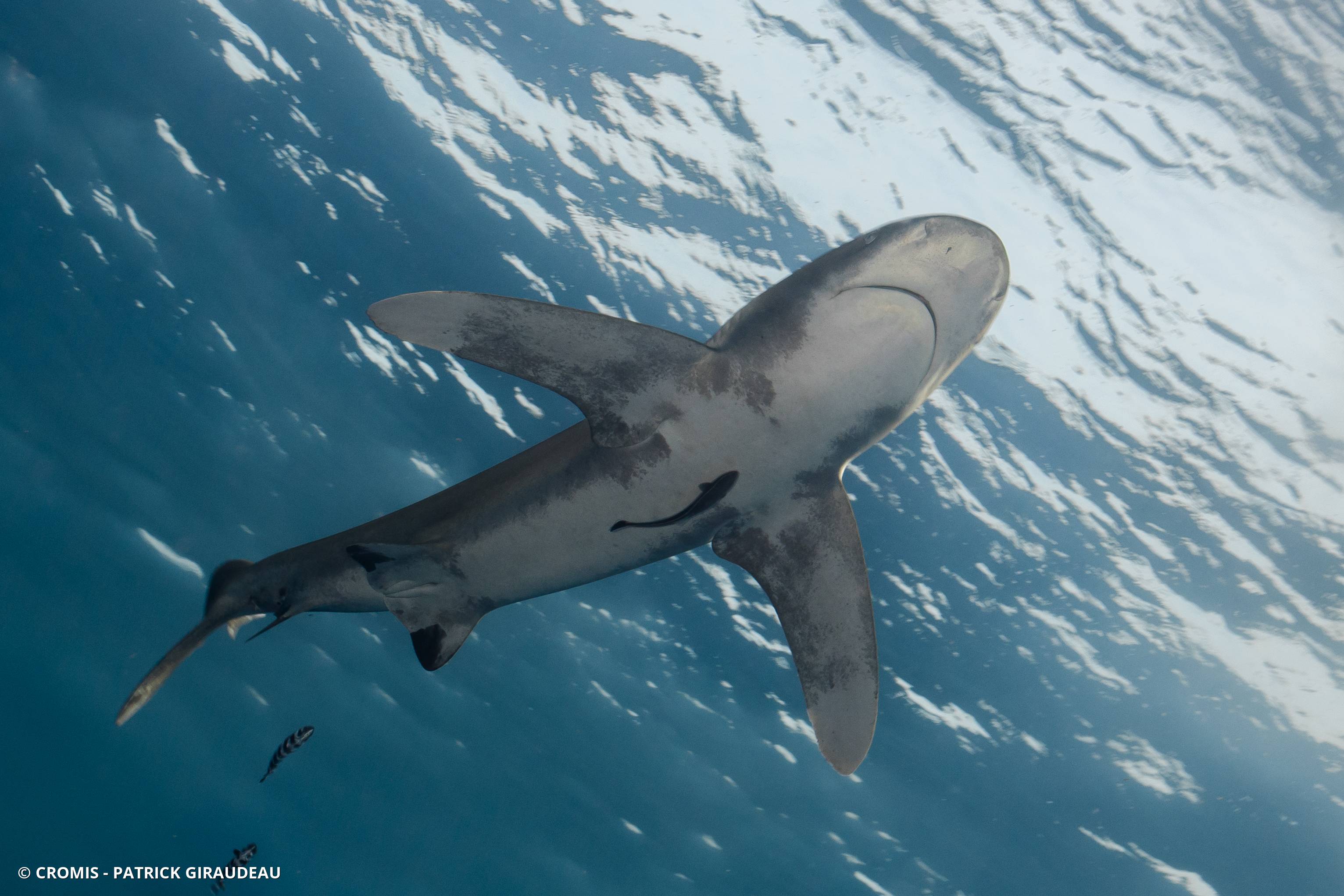 Requin océanique