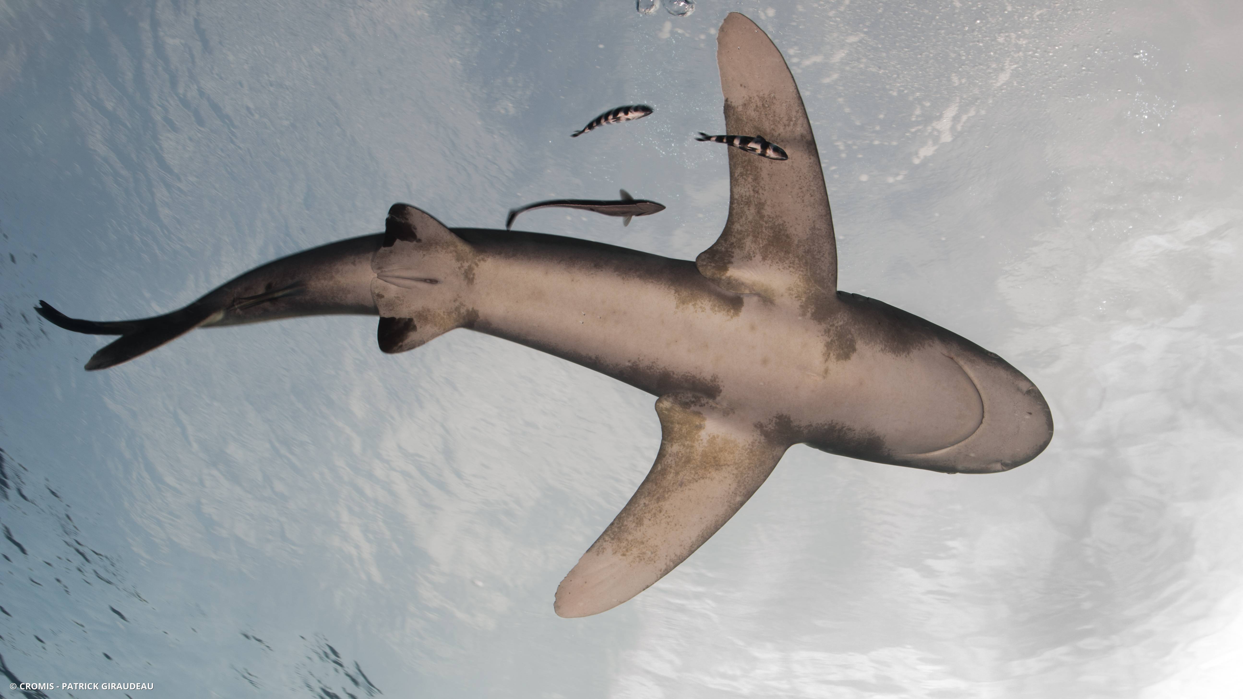 Requin océanique