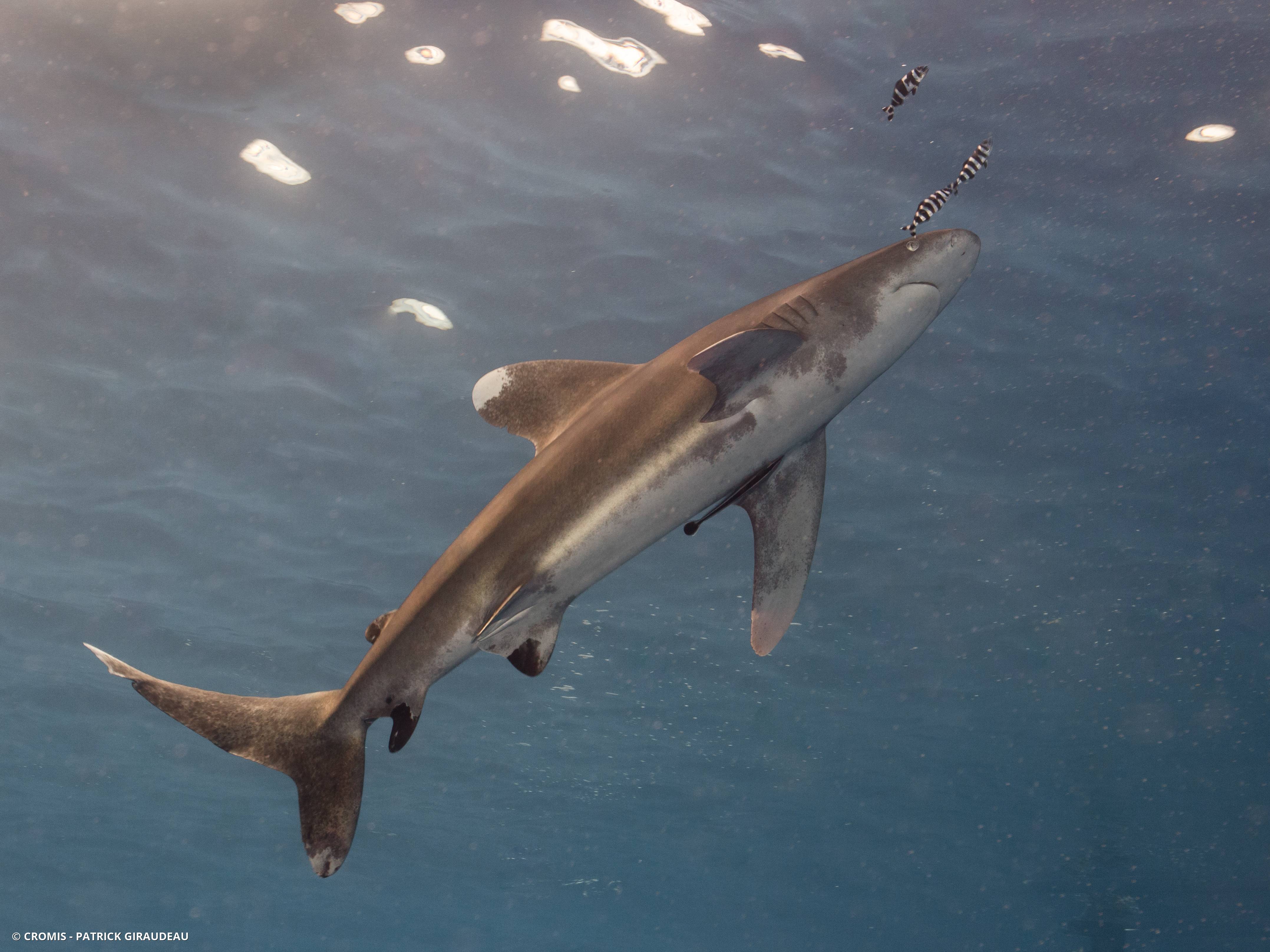 Requin océanique