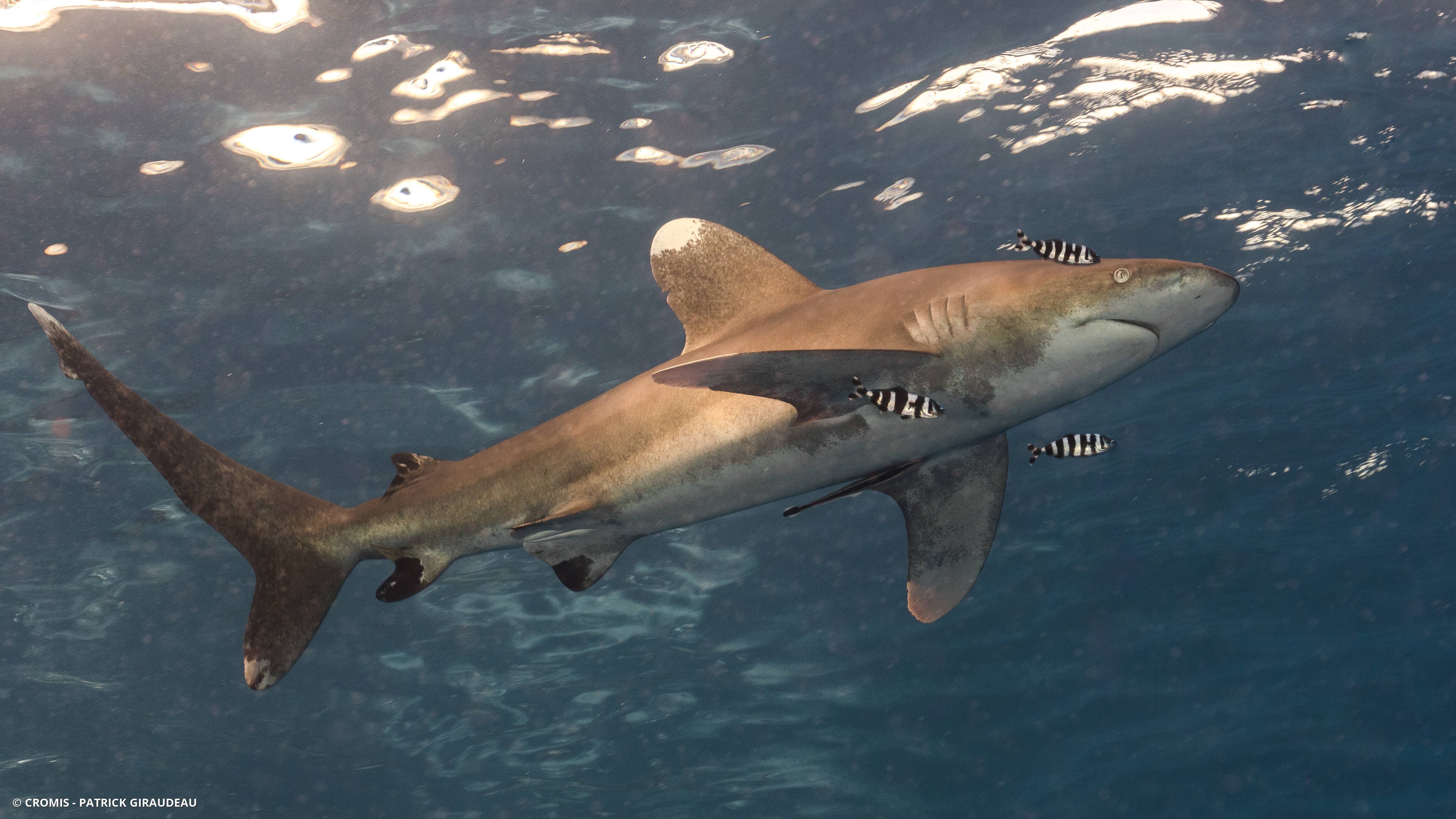 Requin océanique
