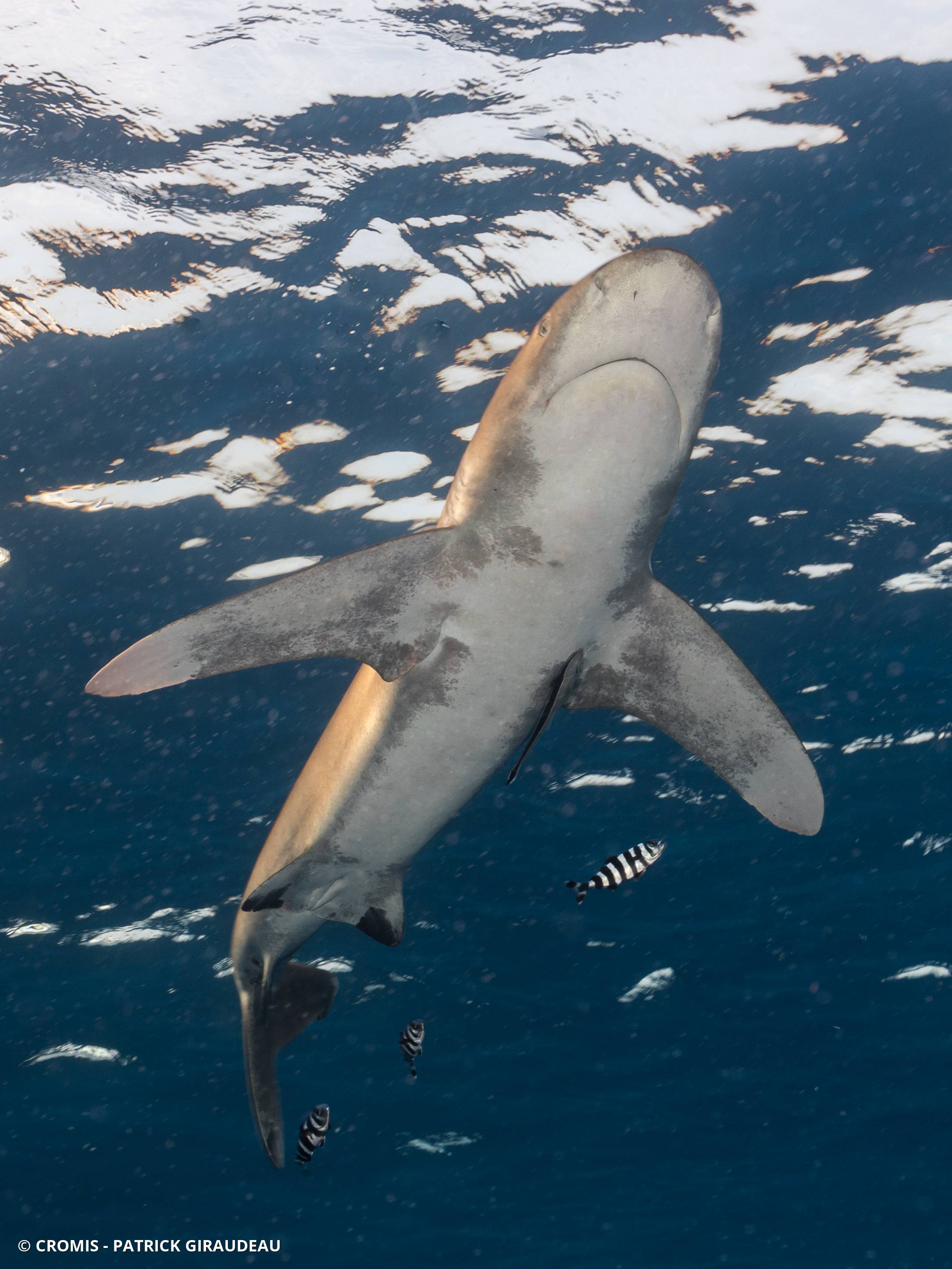 Requin océanique