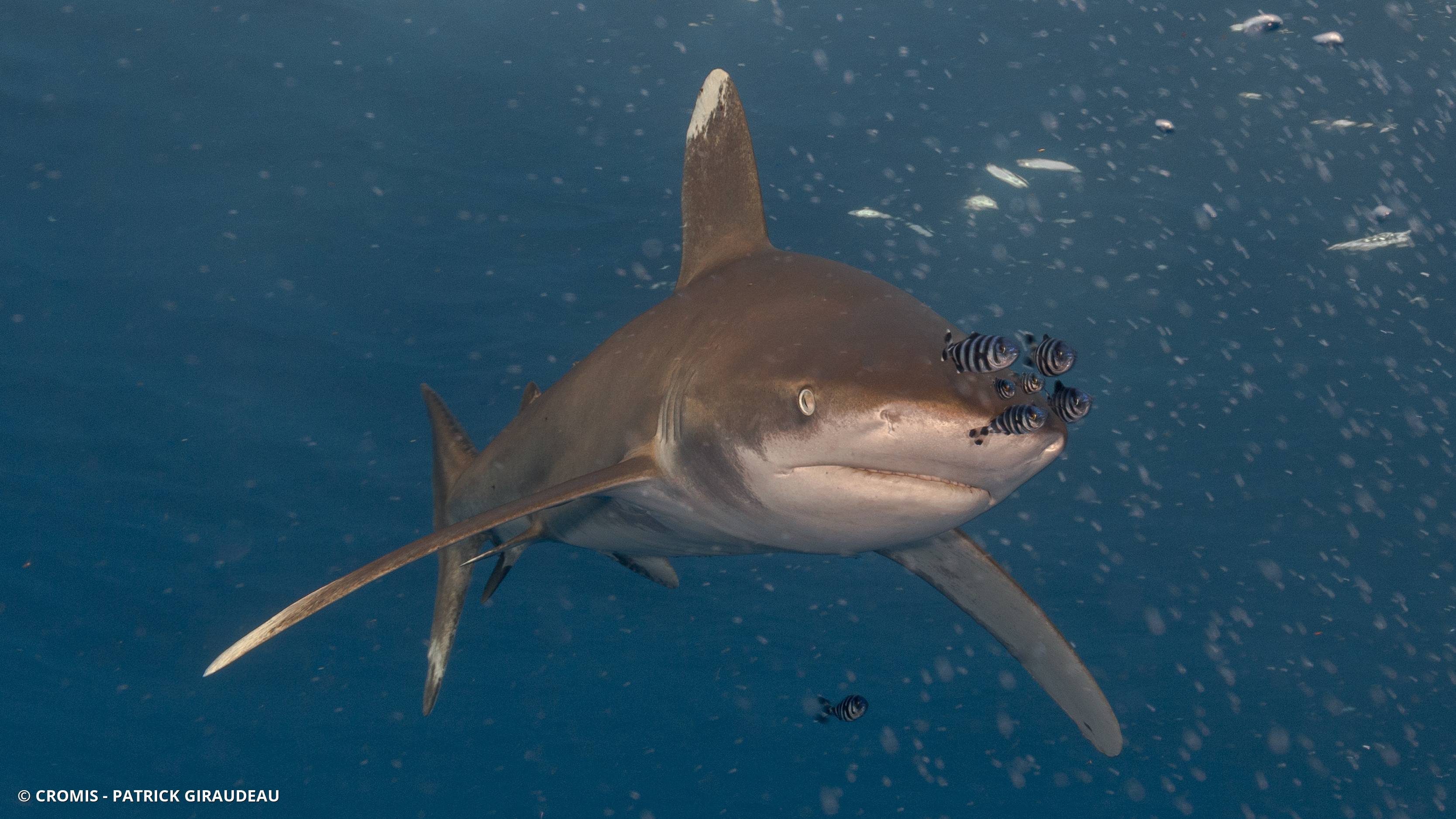 Requin océanique