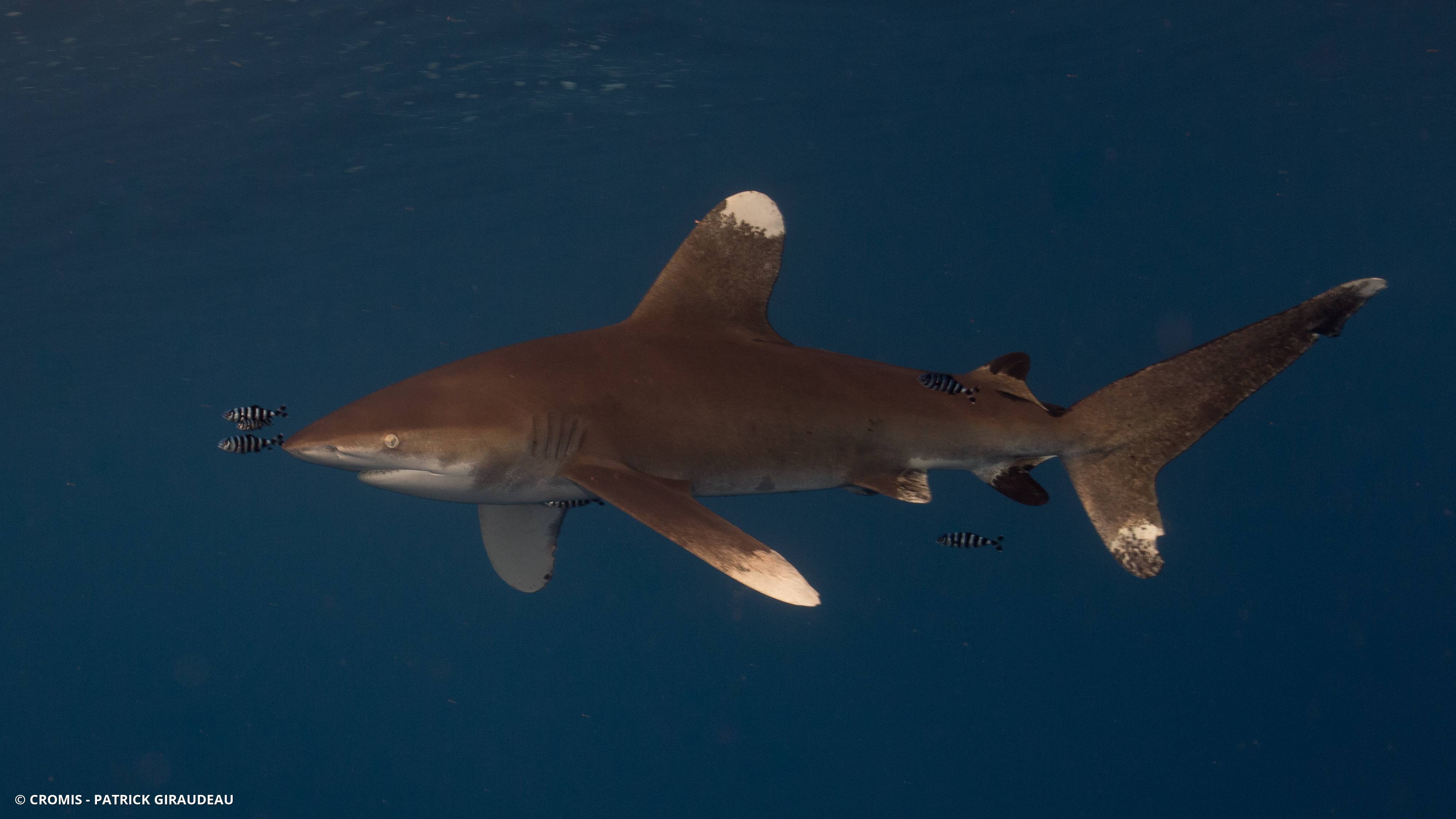 Requin océanique