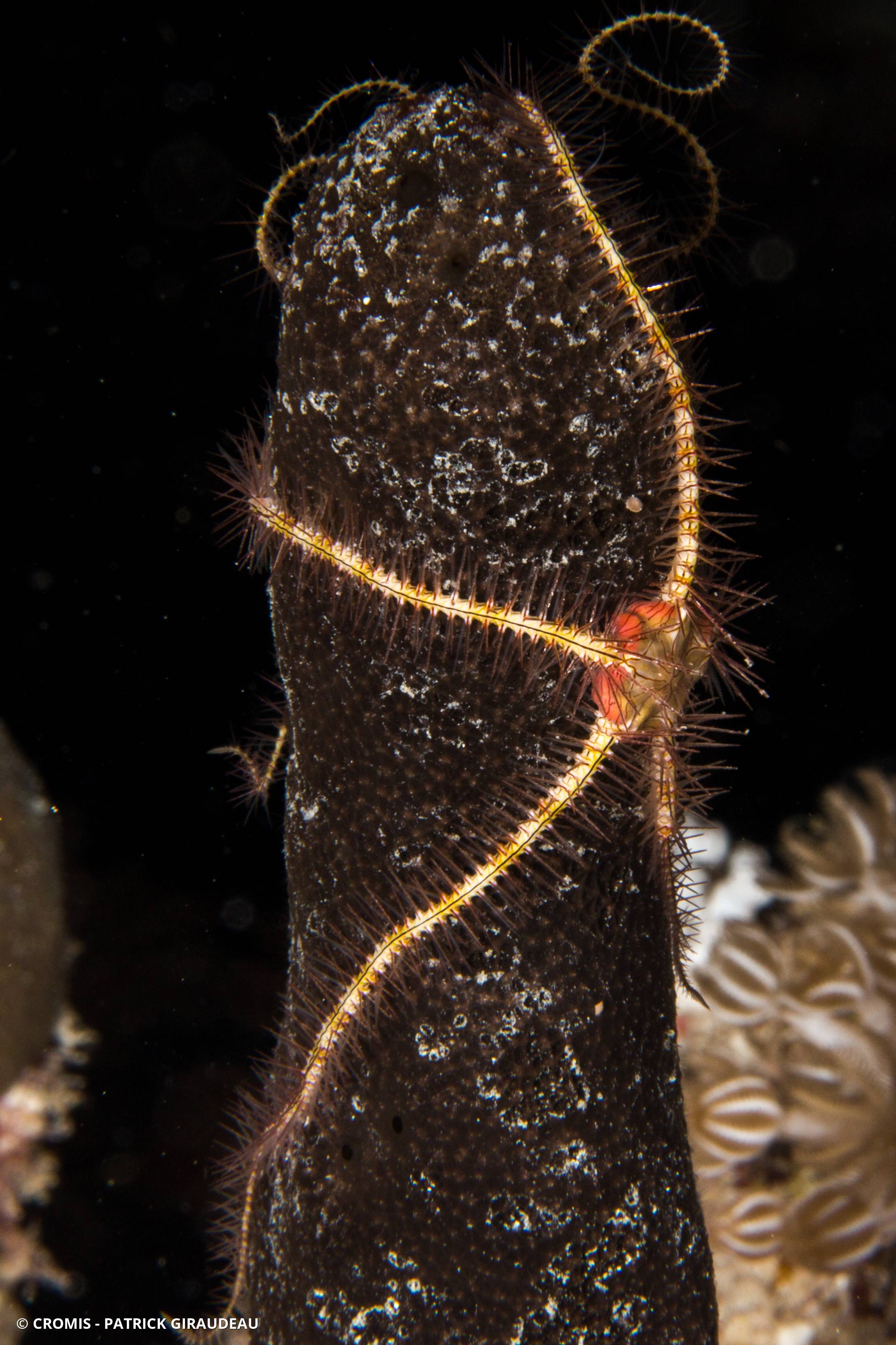 Ophiure hérissée