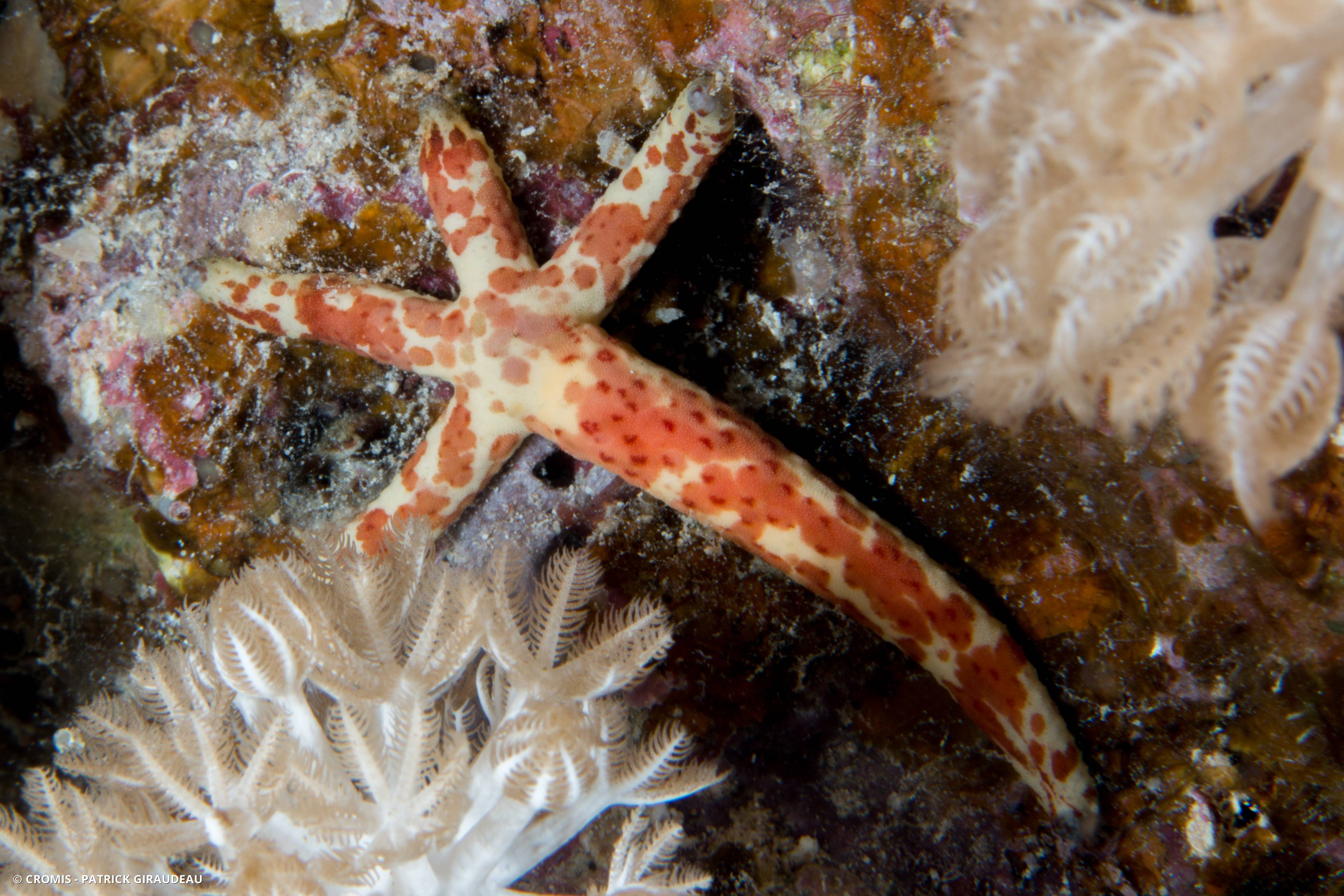 Comète de mer