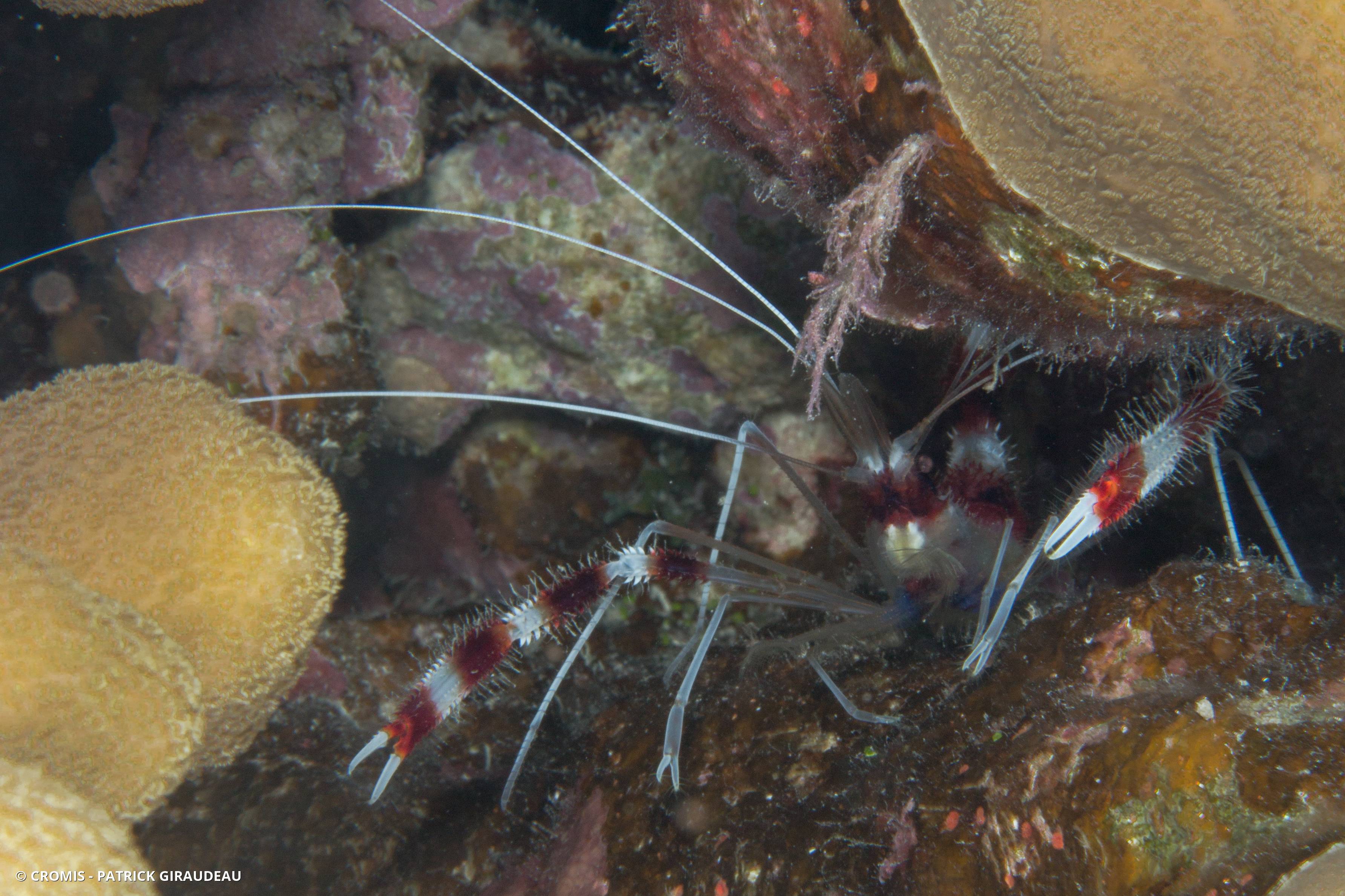Grande crevette nettoyeuse