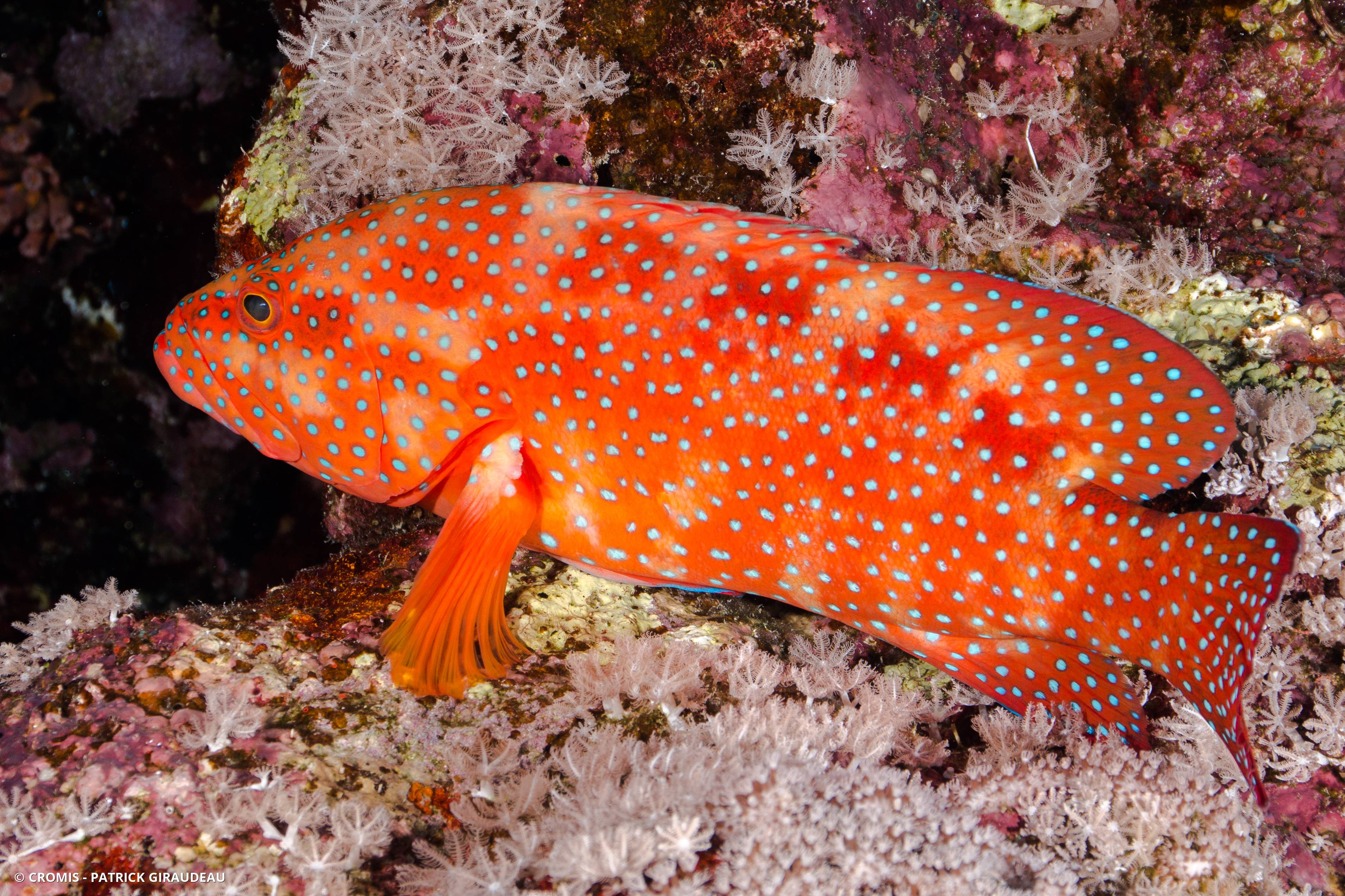 Mérou rouge