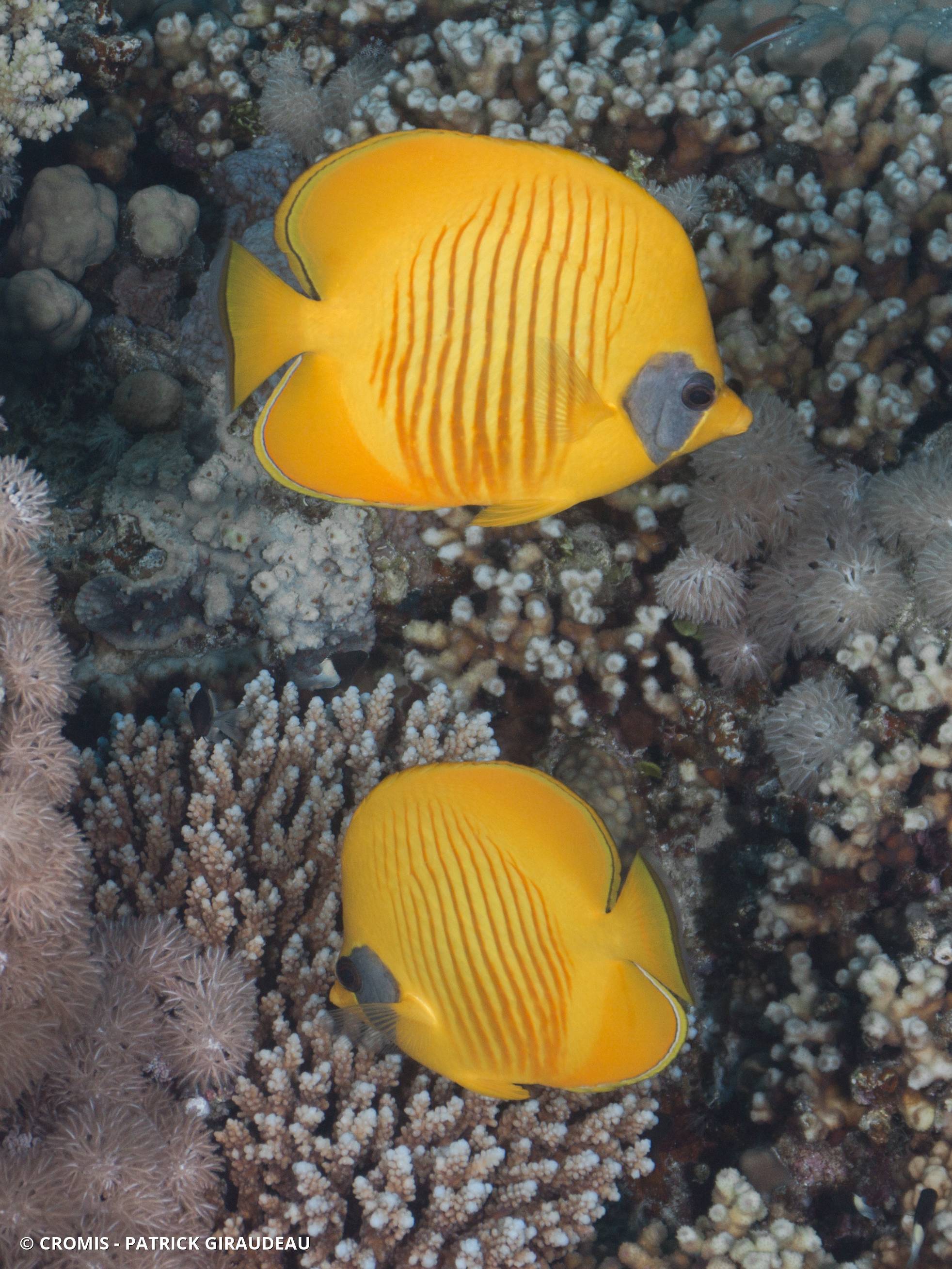 Poisson-papillon jaune masqué