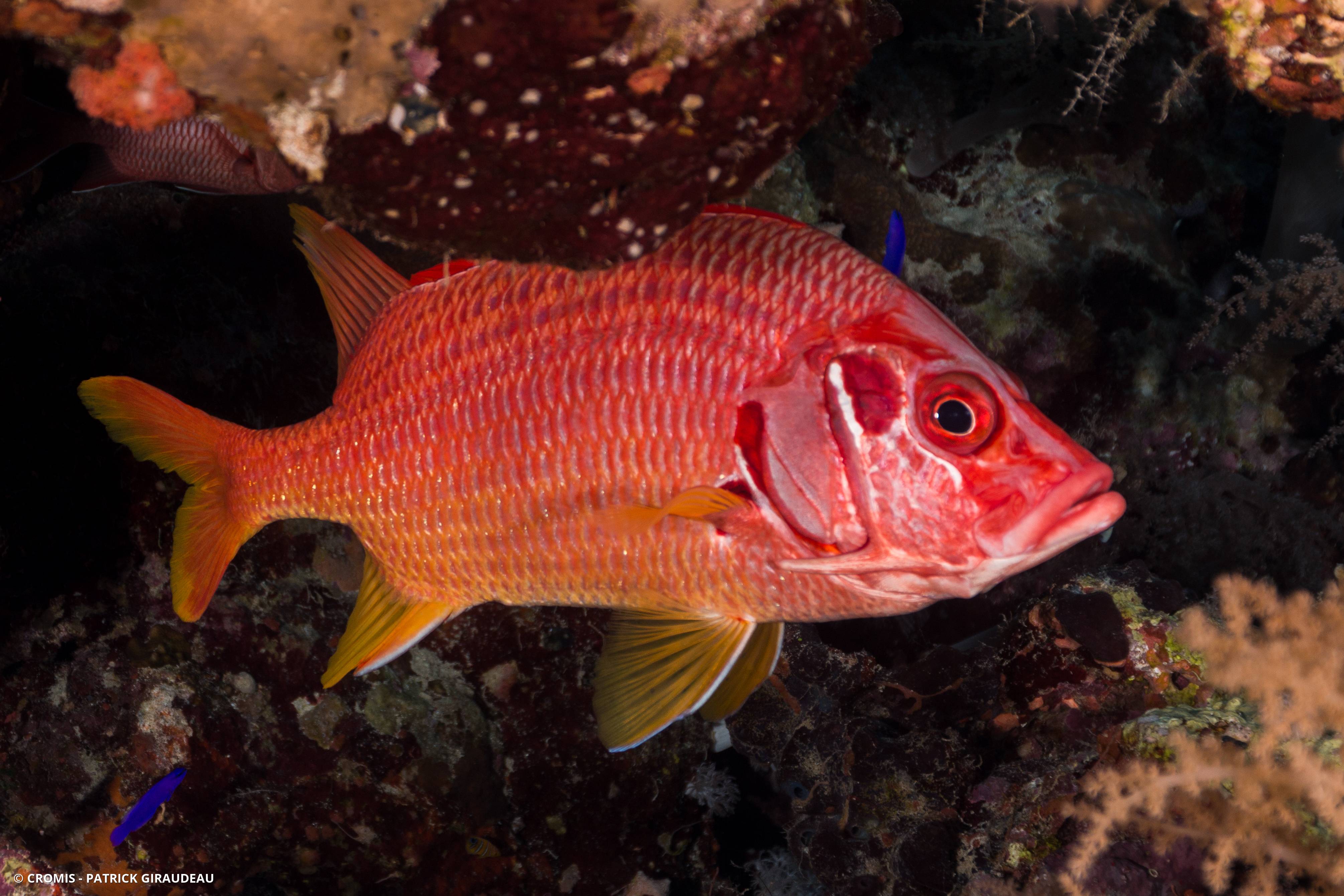 Poisson-écureuil géant