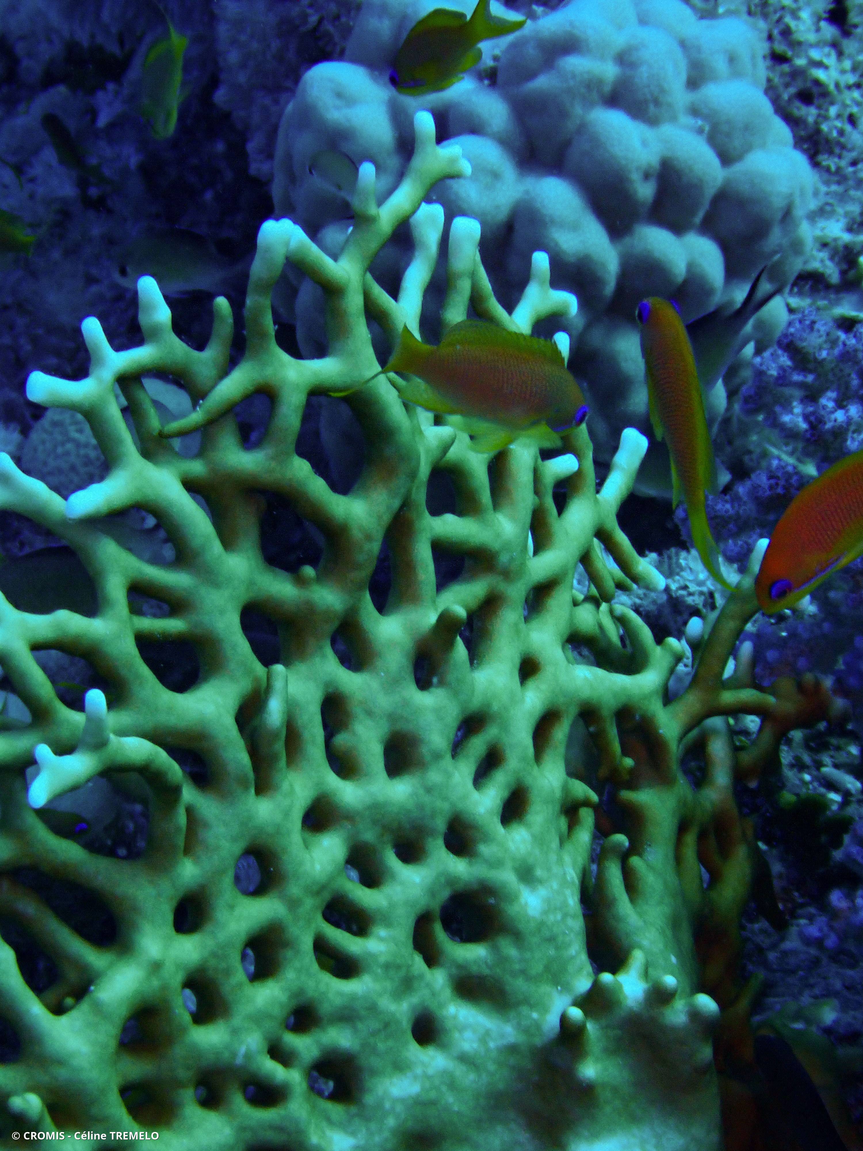 Corail de feu ramifié