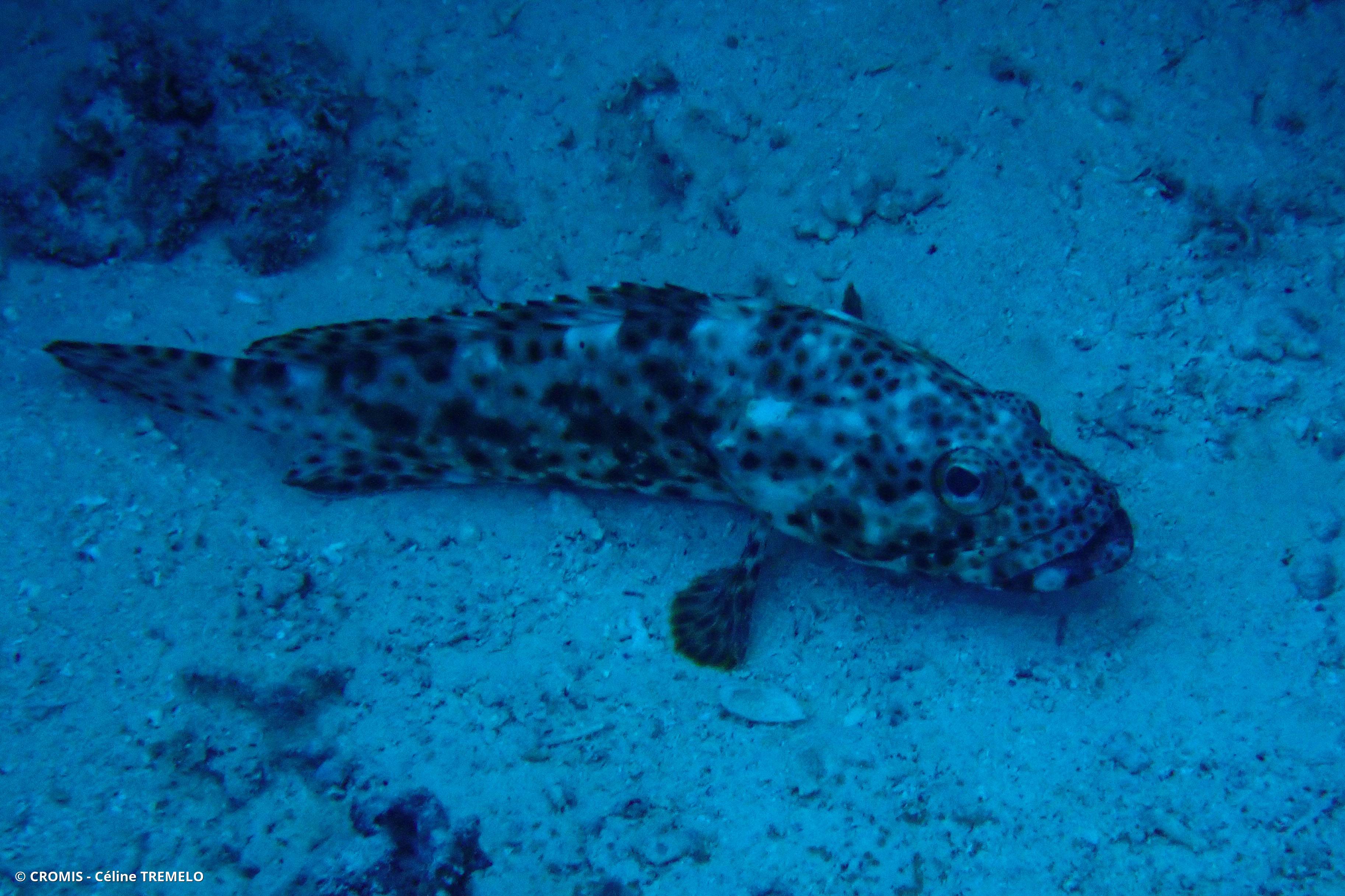 Mérou loutre
