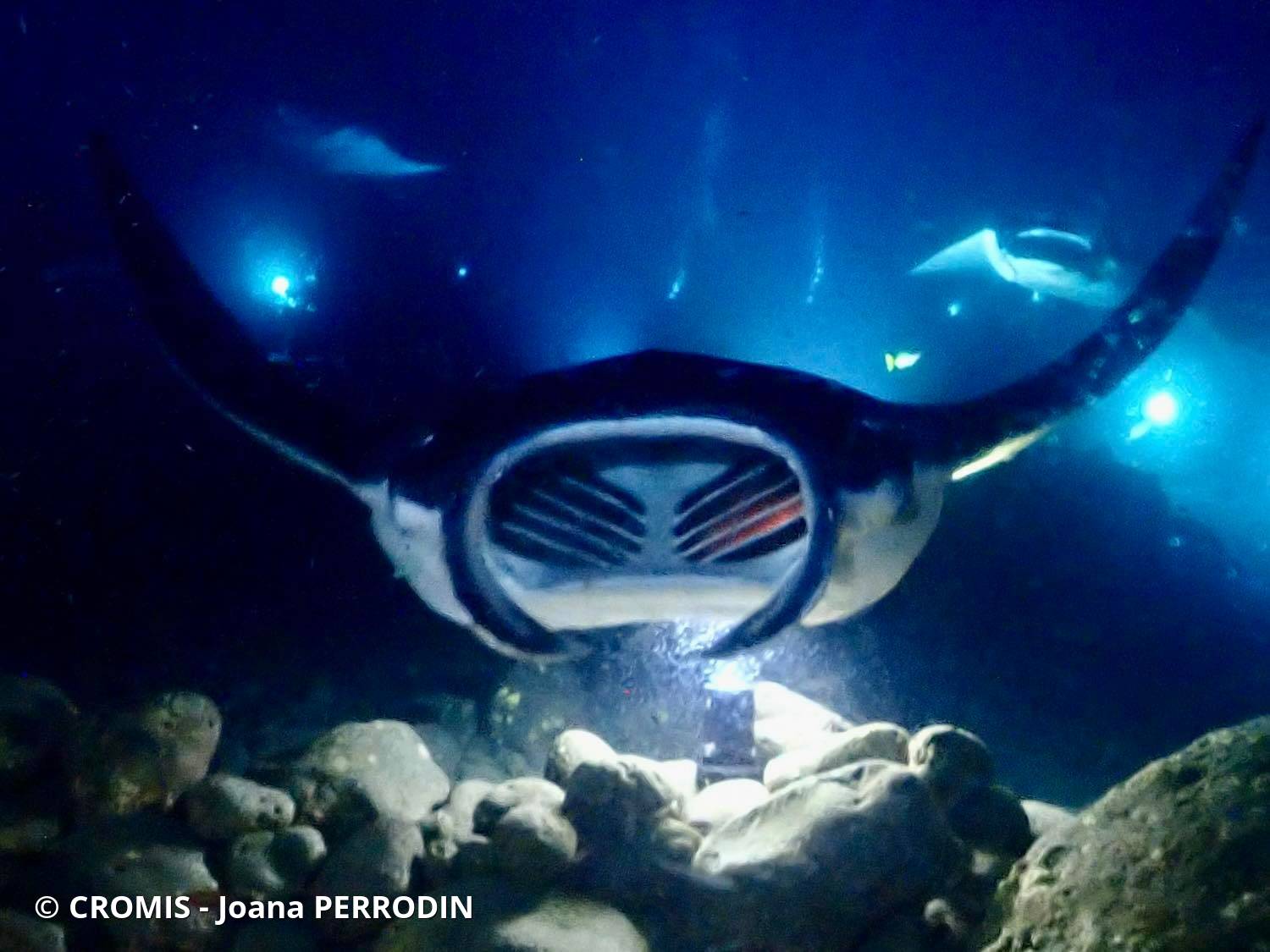 Manta géante