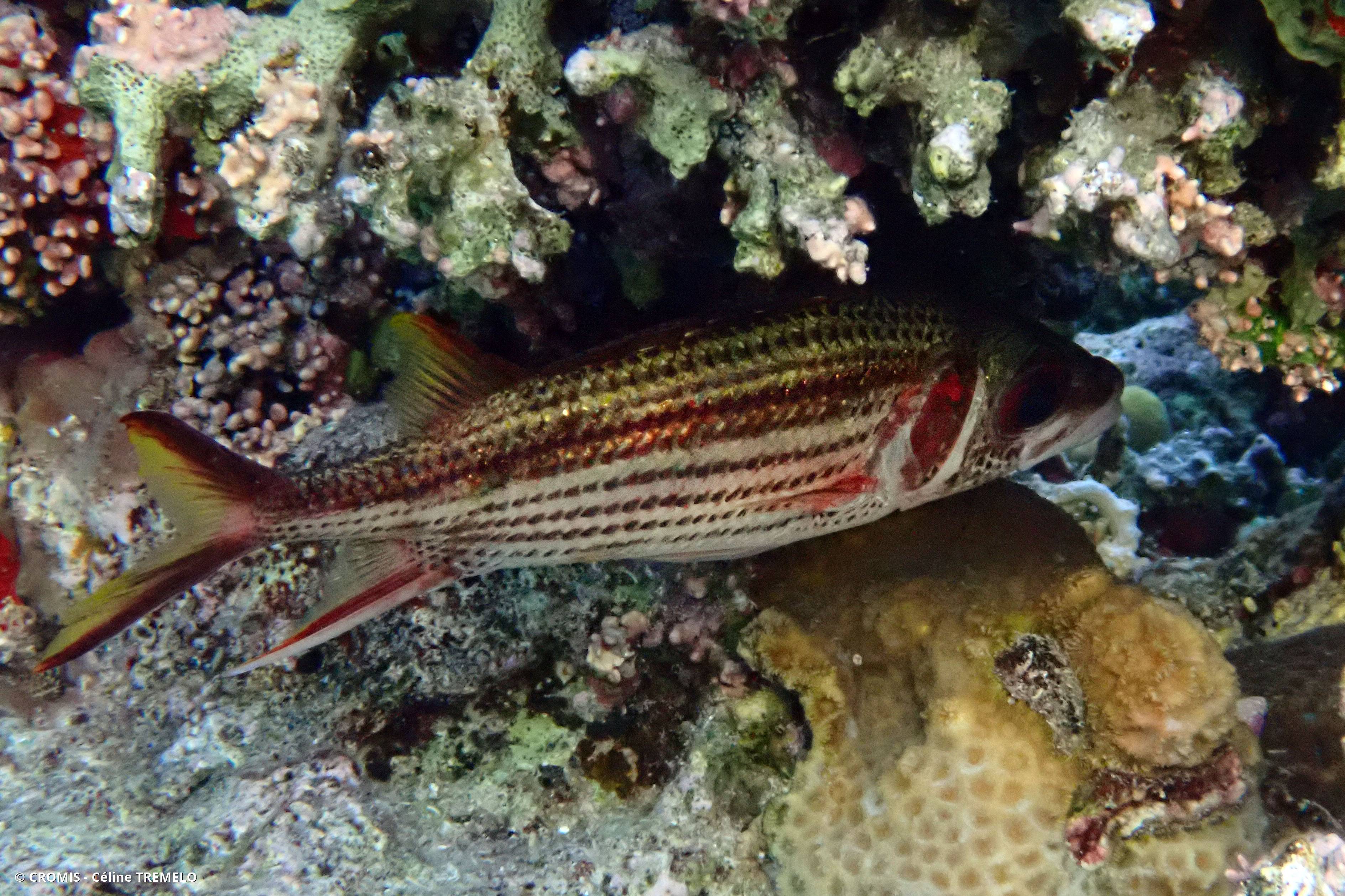 Poisson-écureuil tacheté