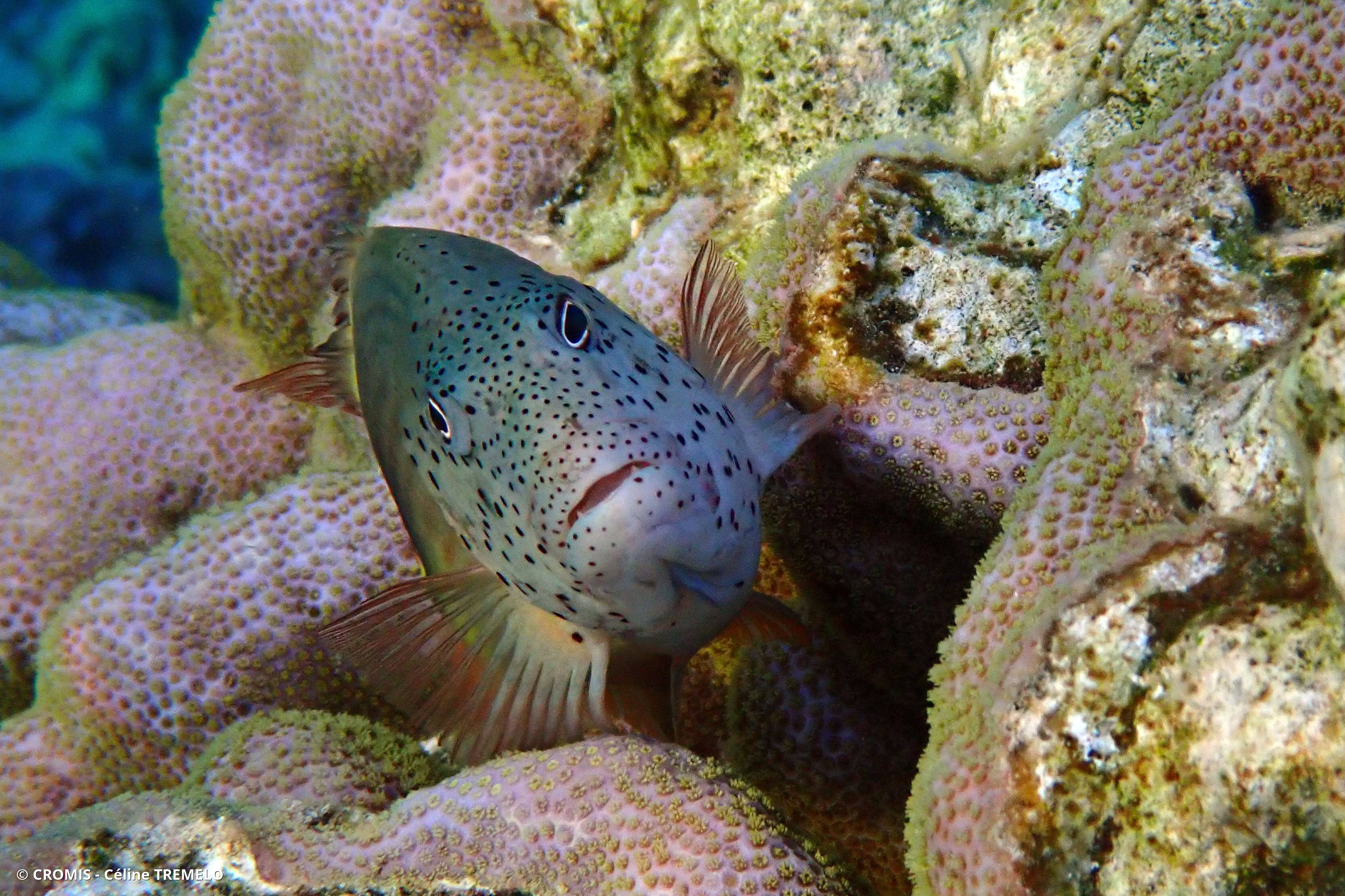 Poisson-faucon à taches de rousseur