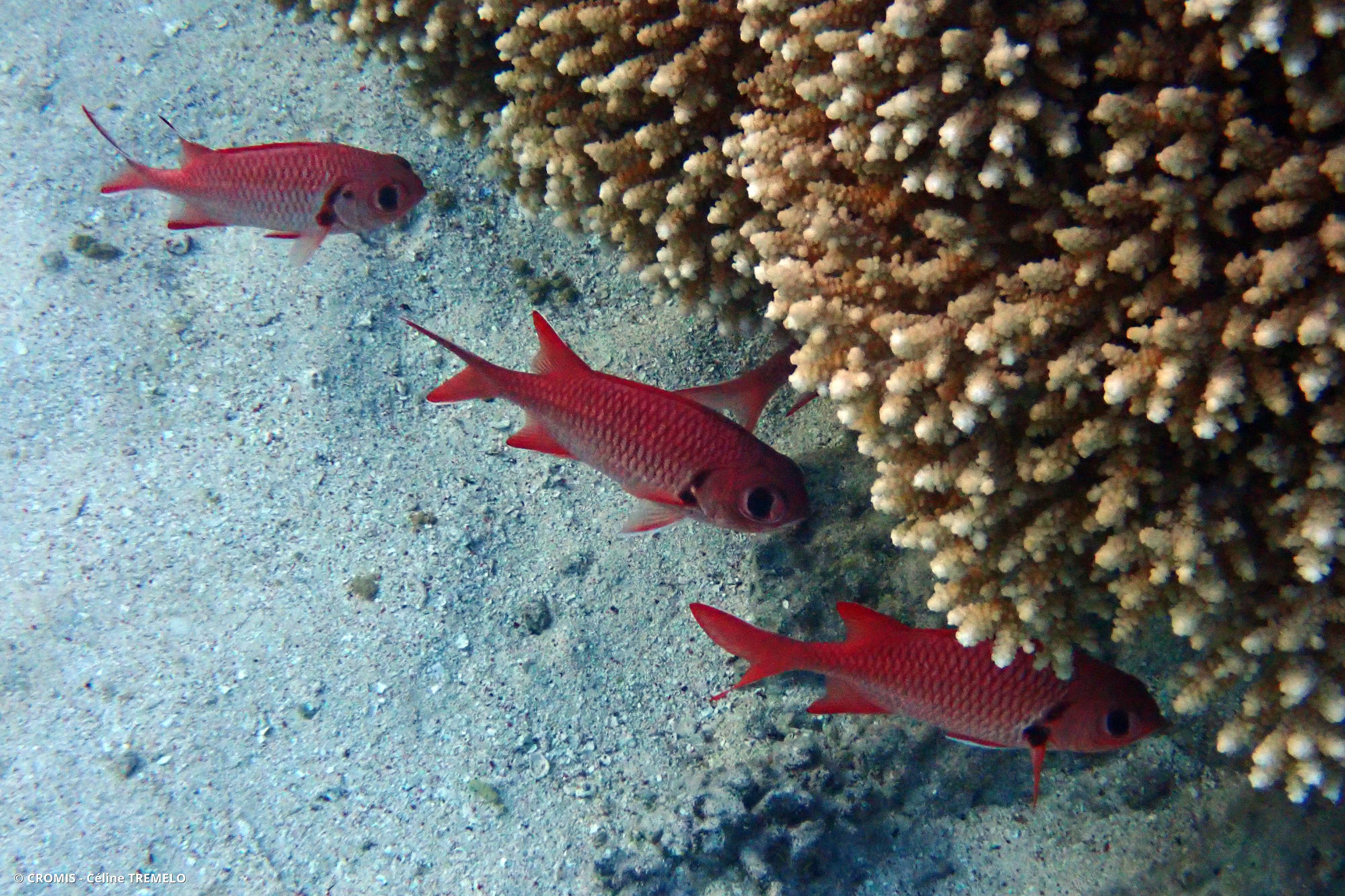 Poisson-soldat à œillères
